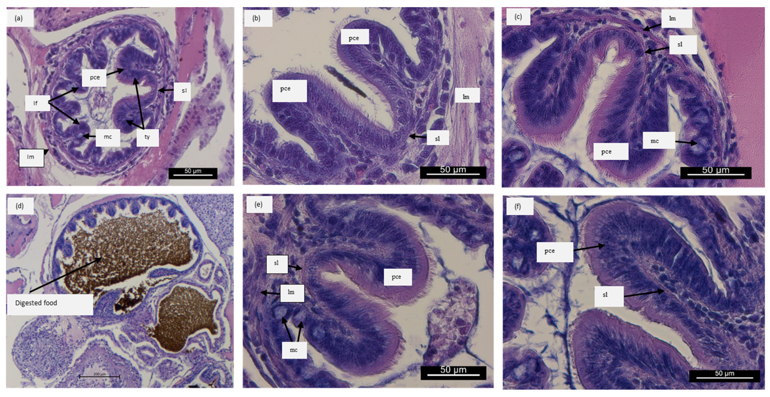 Animals 14 01993 g003 Animals 14 01993 g003