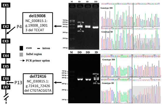 Relationship between Indel Variants within the JAK2 Gene and