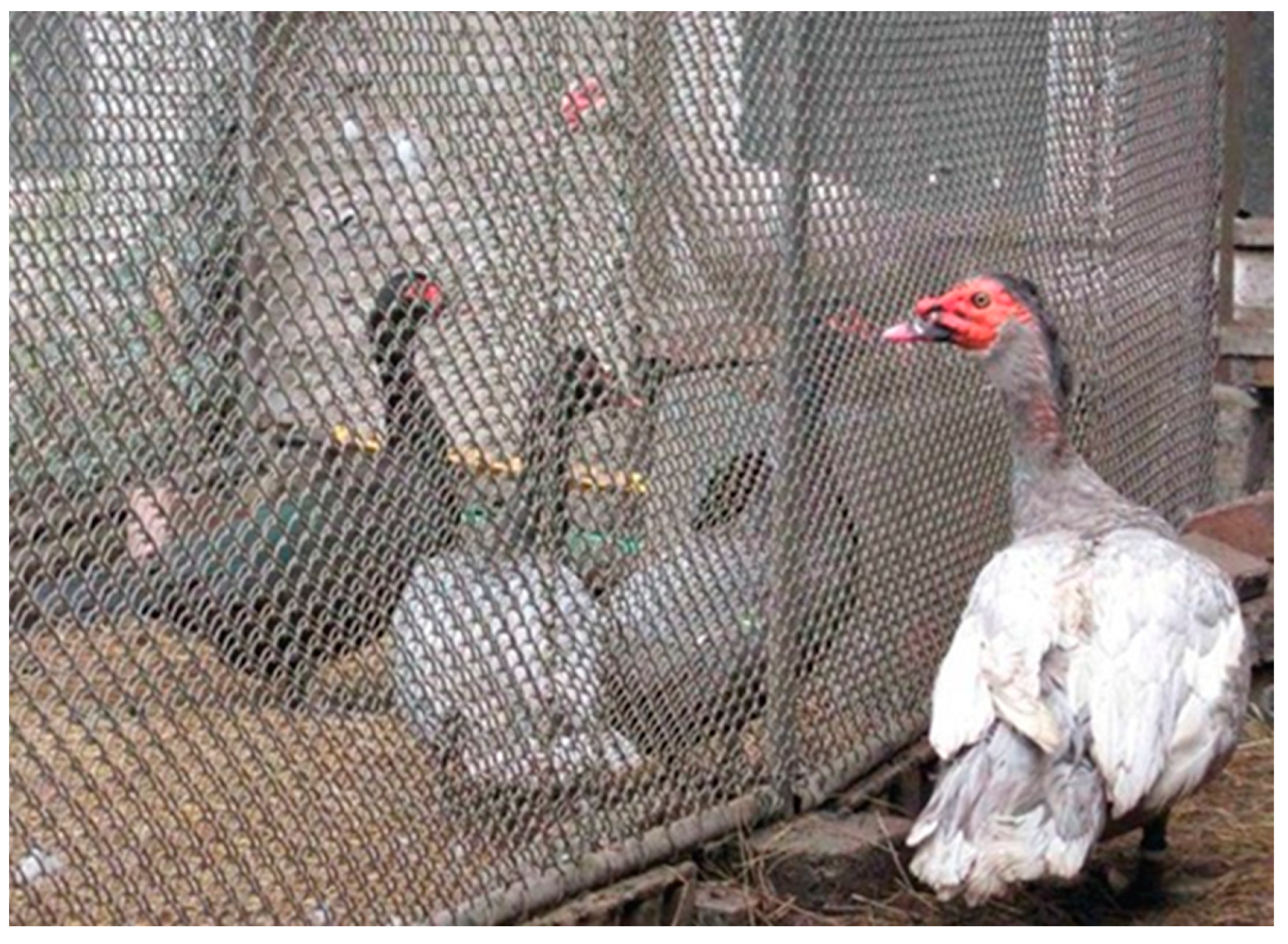 Animals 14 02002 g001 Animals 14 02002 g001