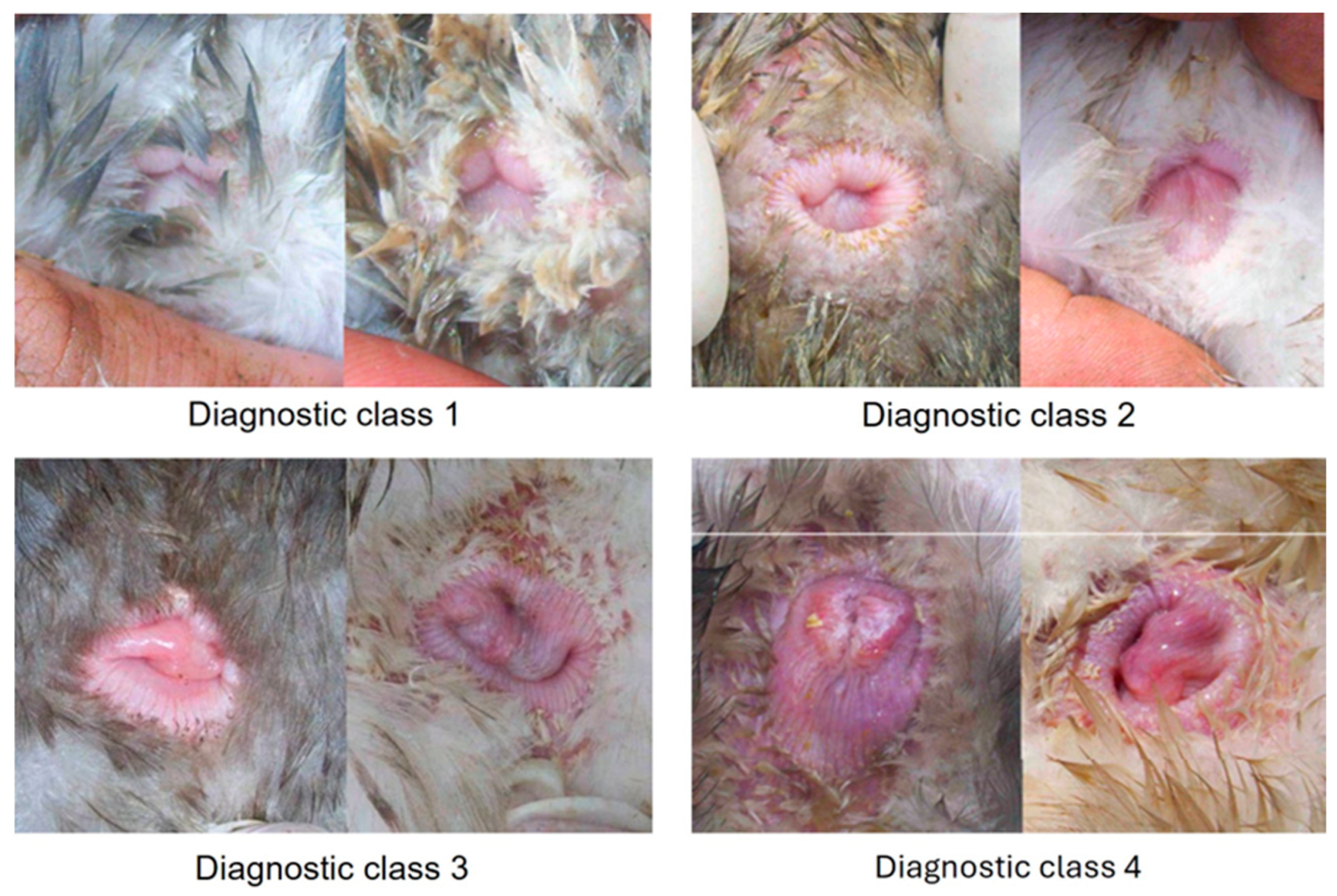 Animals 14 02002 g002 Animals 14 02002 g002