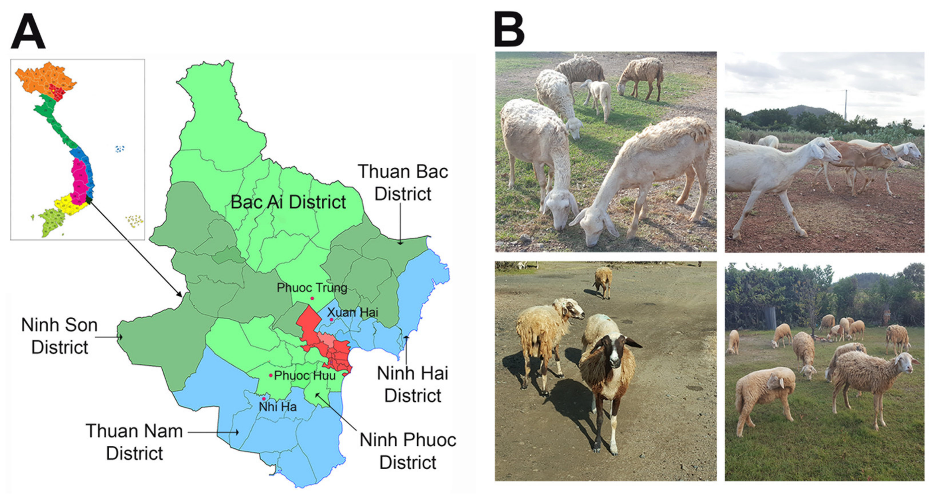 Animals 14 02020 g001