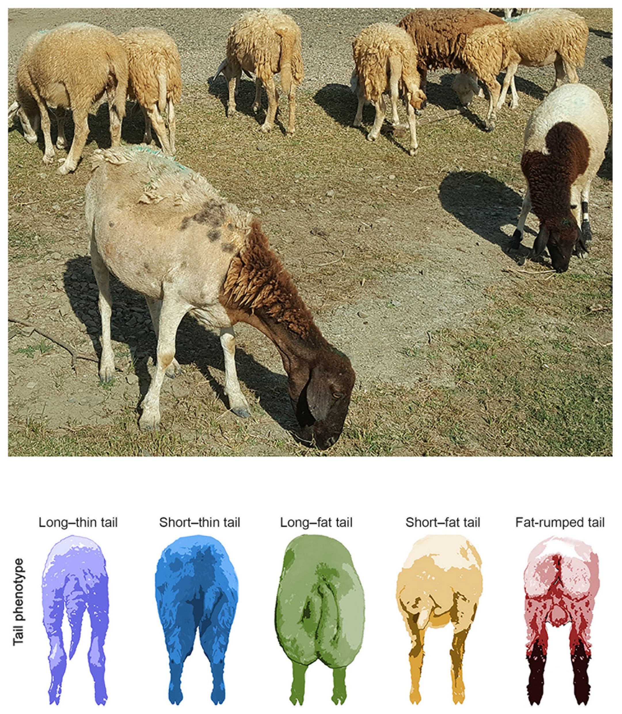 Animals 14 02020 g006