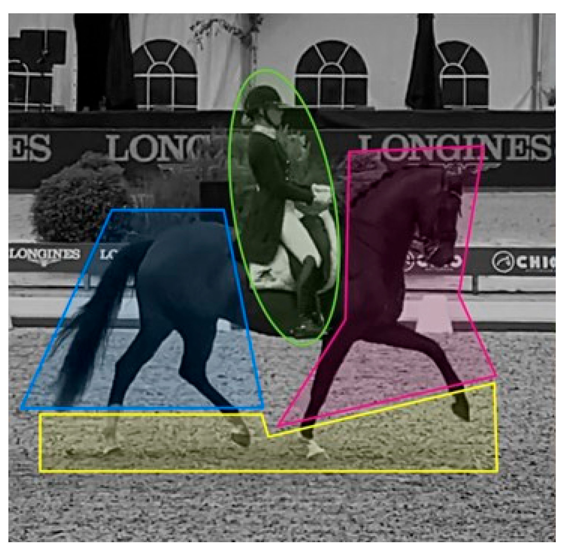 Enjoying Dressage/Through the JUDGE'S等5点 In the Eye of the Beholder—Visual Search Behavior in