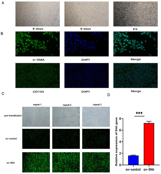 Shh Gene Regulates the Proliferation and Apoptosis of Dermal