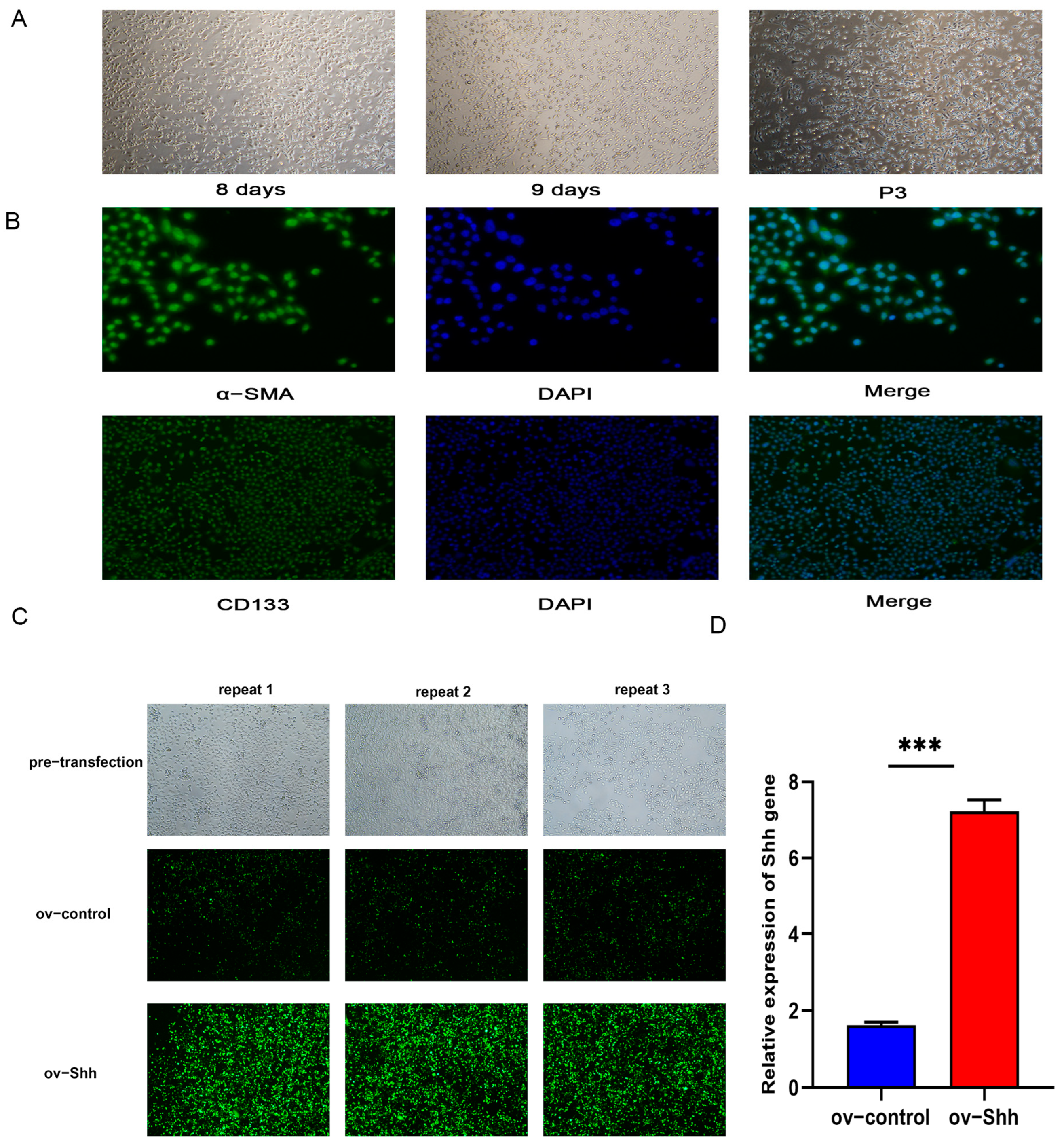 Shh Gene Regulates the Proliferation and Apoptosis of Dermal