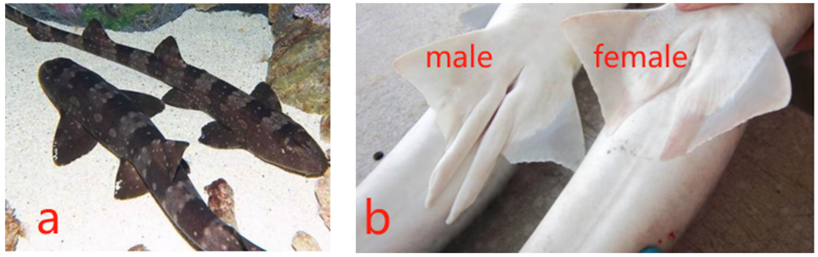 Animals 14 02112 g001