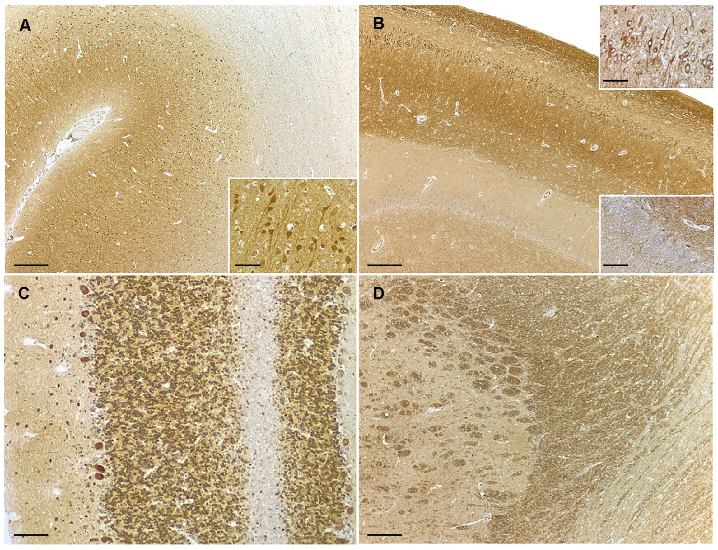 Immunohistochemical Expression of PTEN in Canine Gliomas