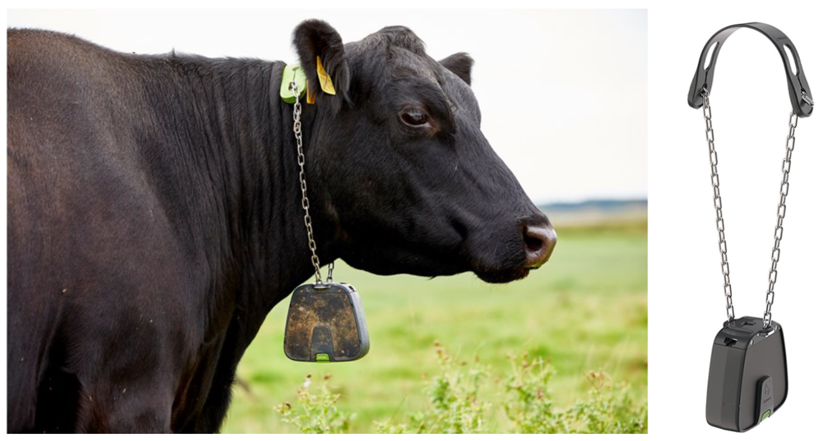 Animals 14 02121 g0a1