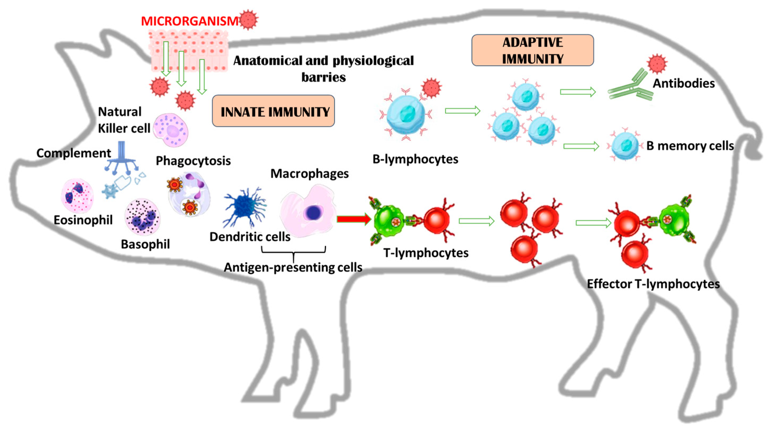 Animals 14 02126 g001