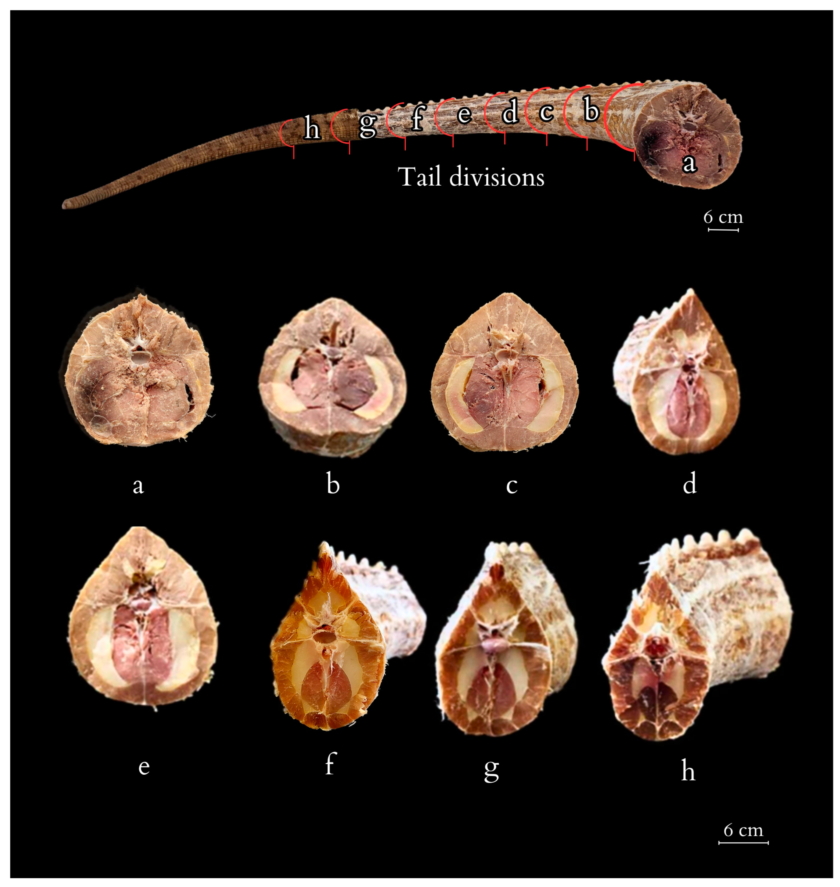 Animals 14 02142 g007 Animals 14 02142 g007