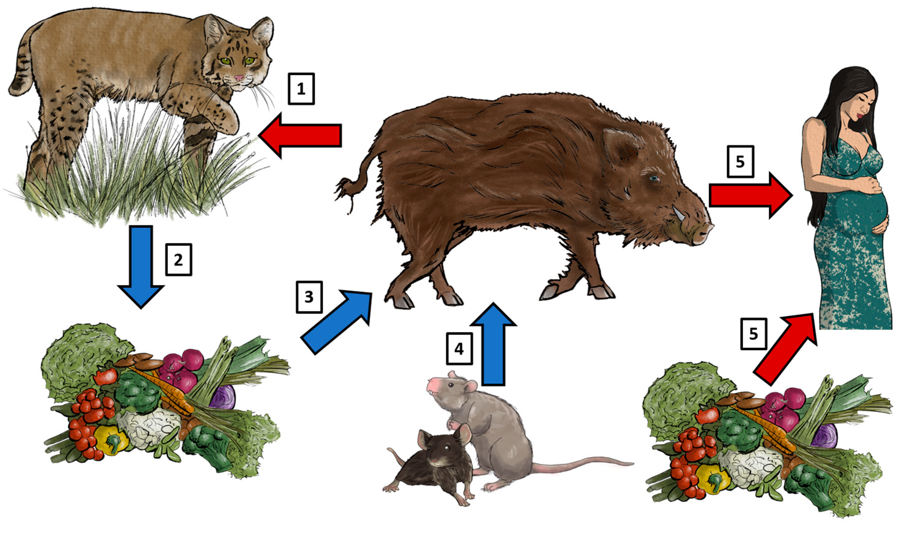 Animals 14 02148 g001