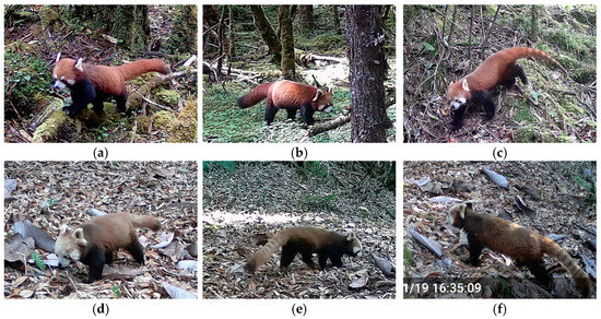 Unveiling the Biodiversity and Conservation Significance of