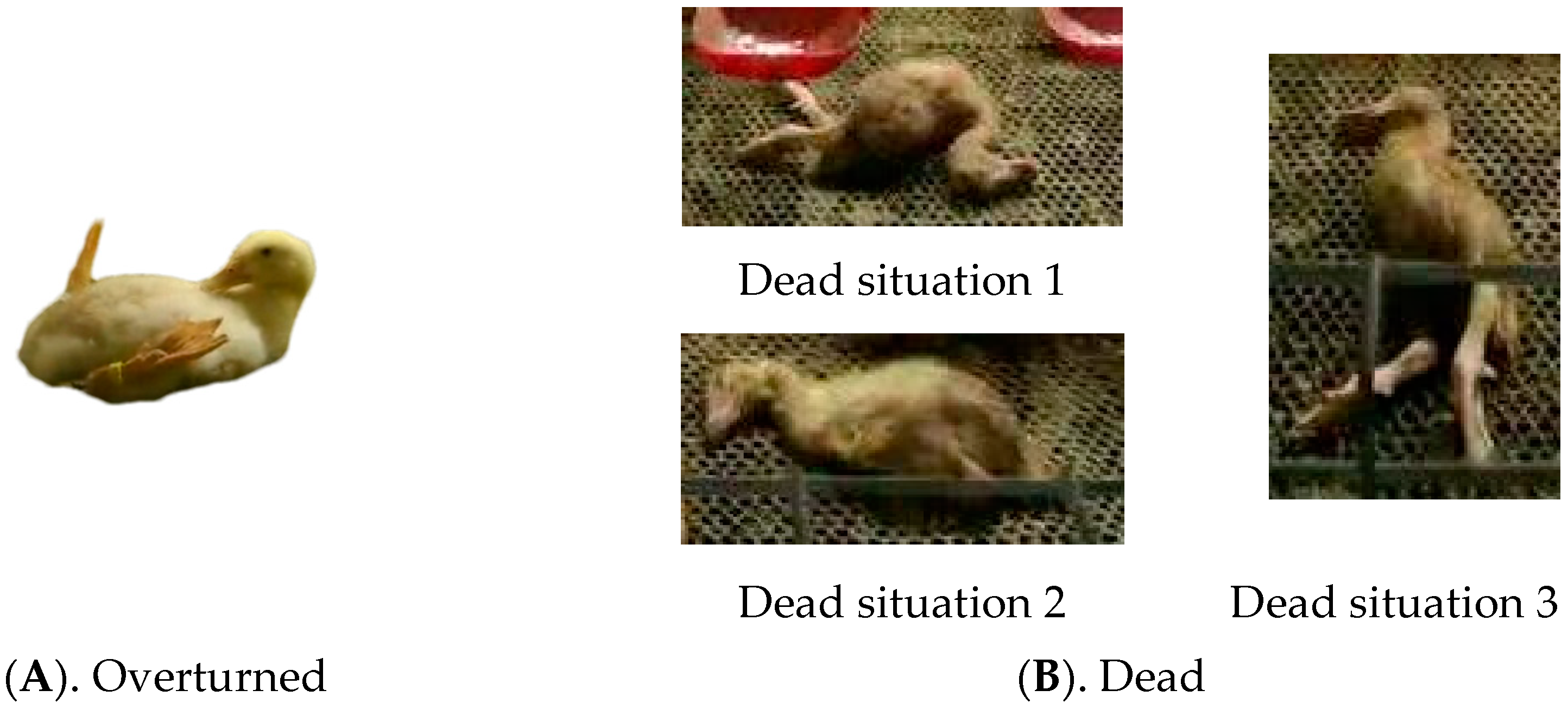 Animals 14 02192 g002