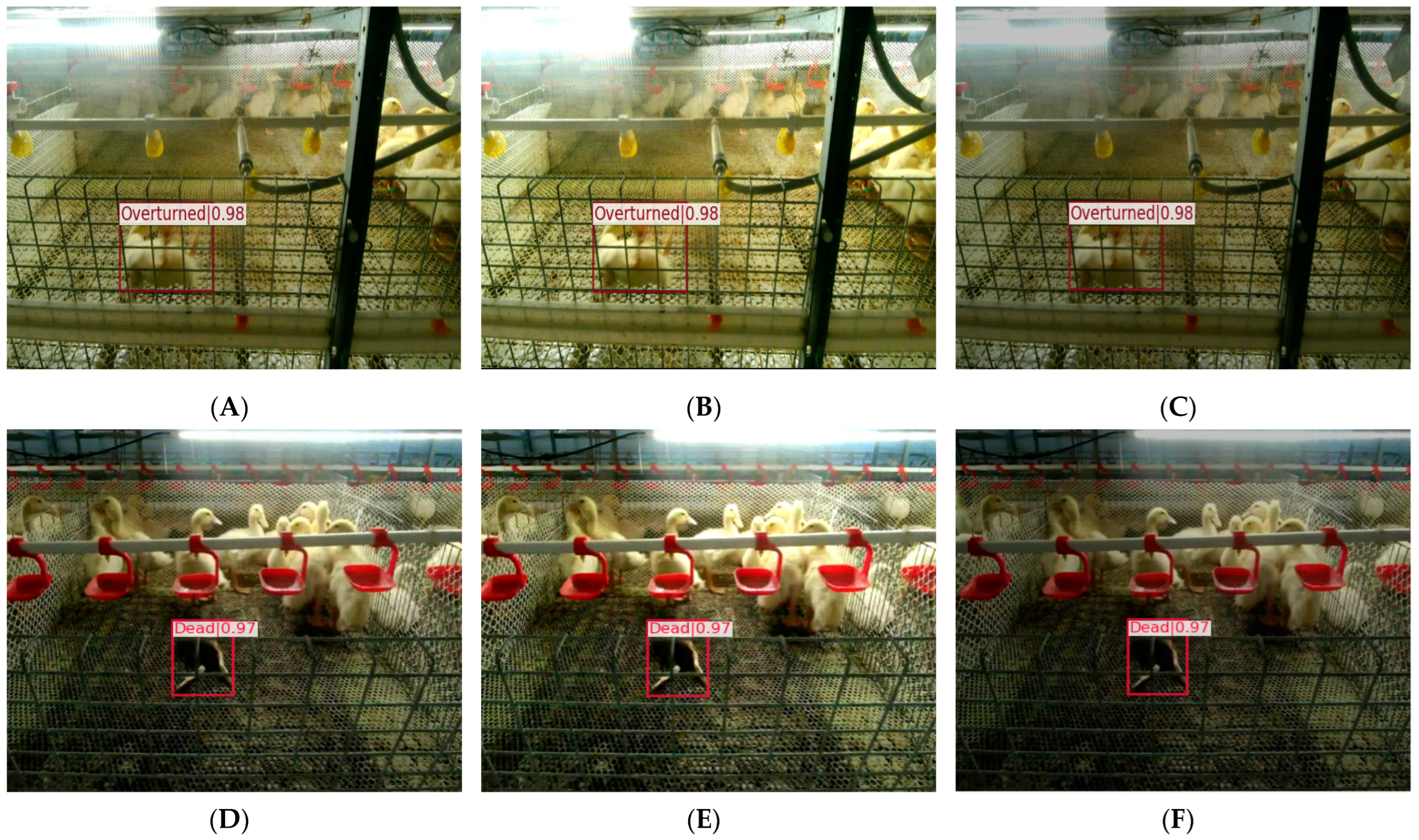 Animals 14 02192 g016