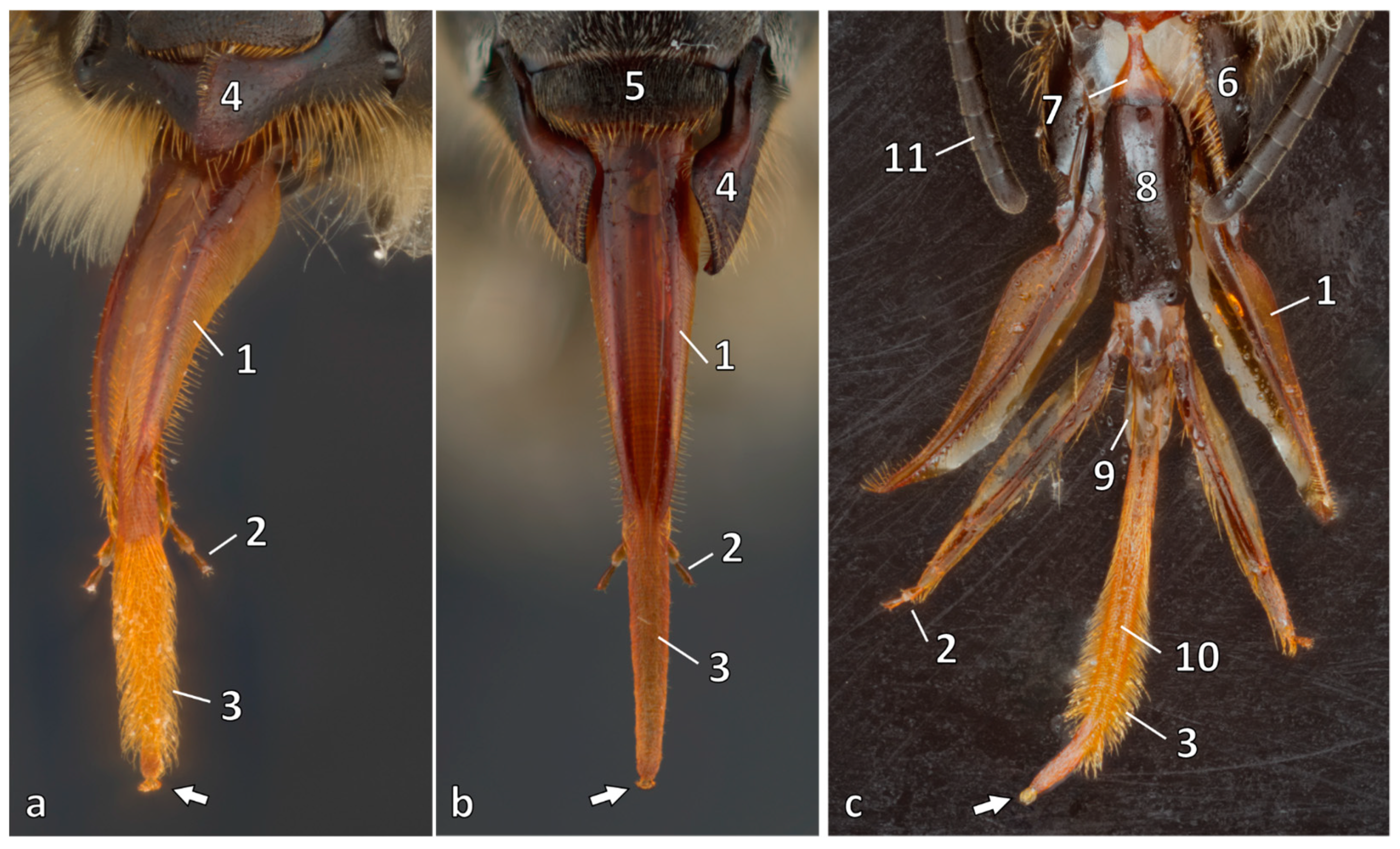 Animals 14 02208 g001 Animals 14 02208 g001