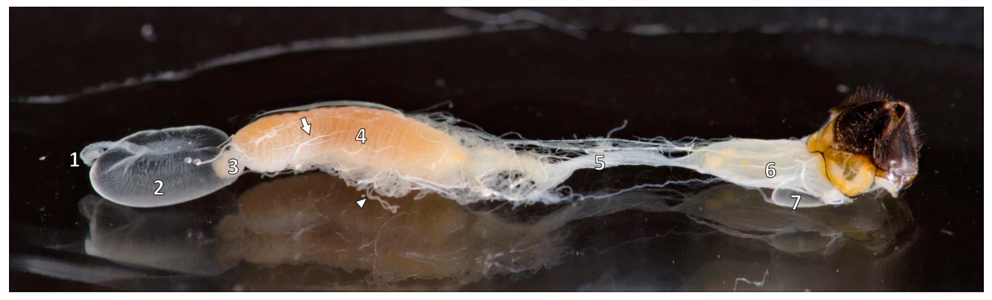 Animals 14 02208 g002 Animals 14 02208 g002