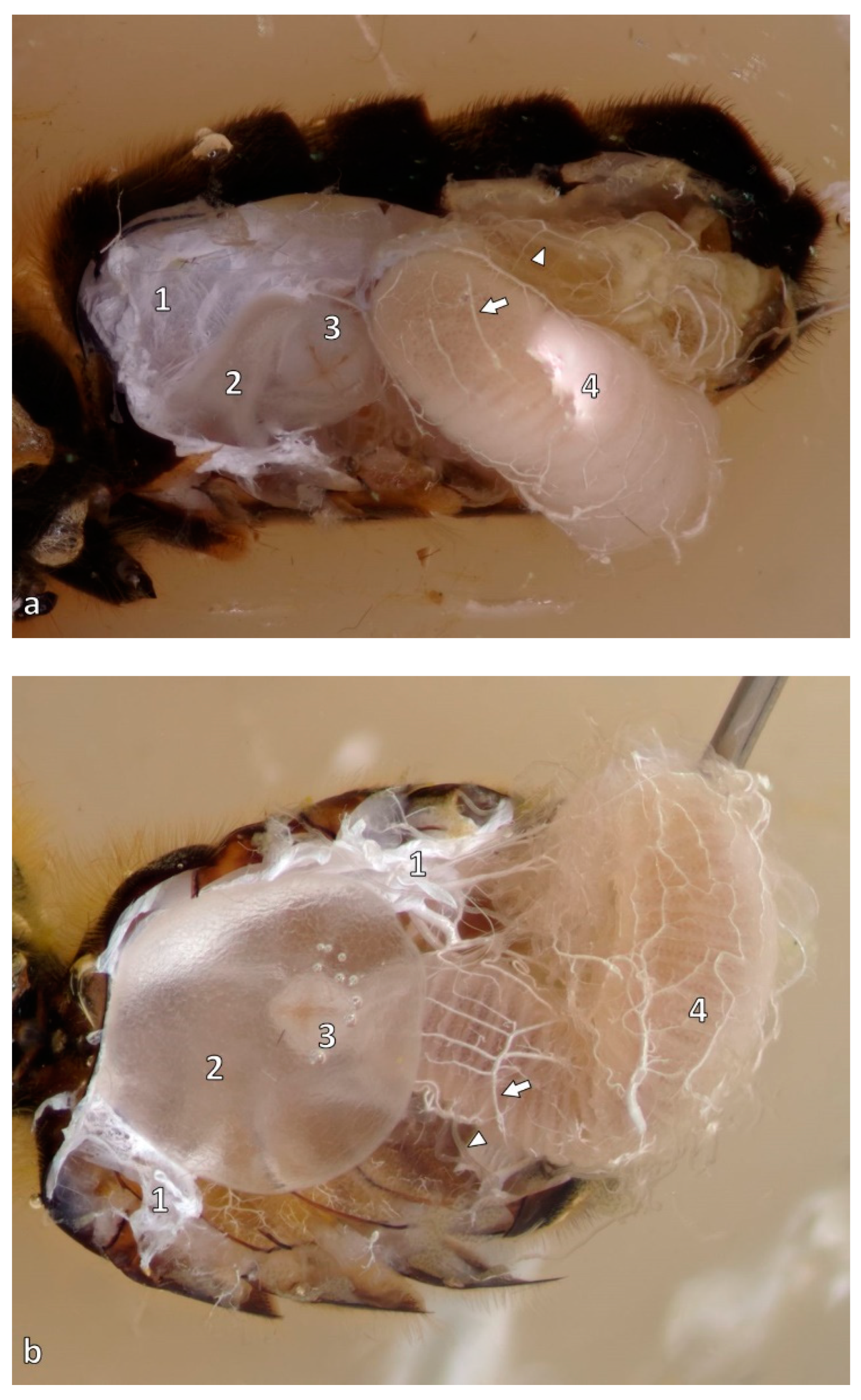 Animals 14 02208 g003 Animals 14 02208 g003