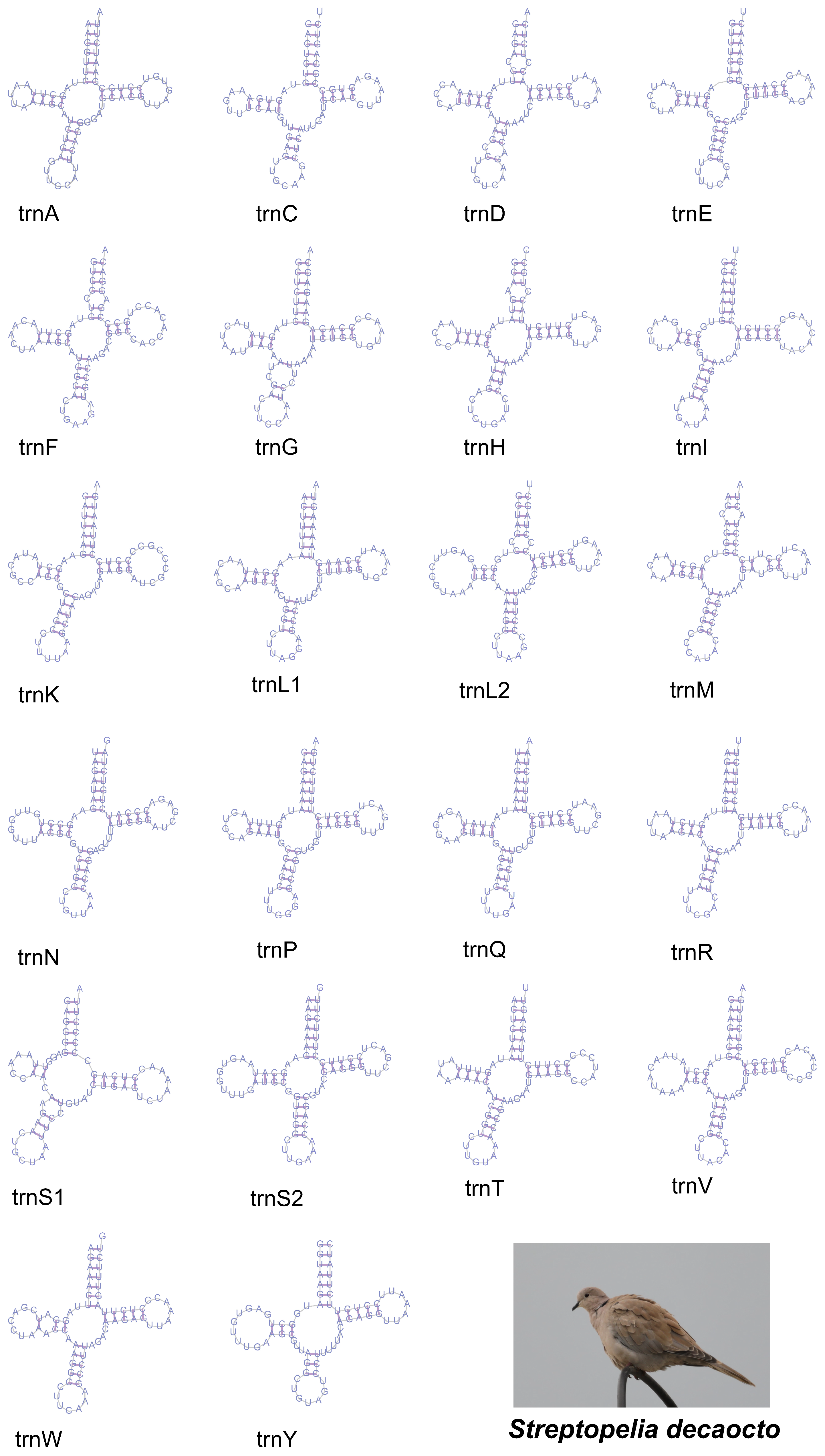 Animals 14 02220 g003
