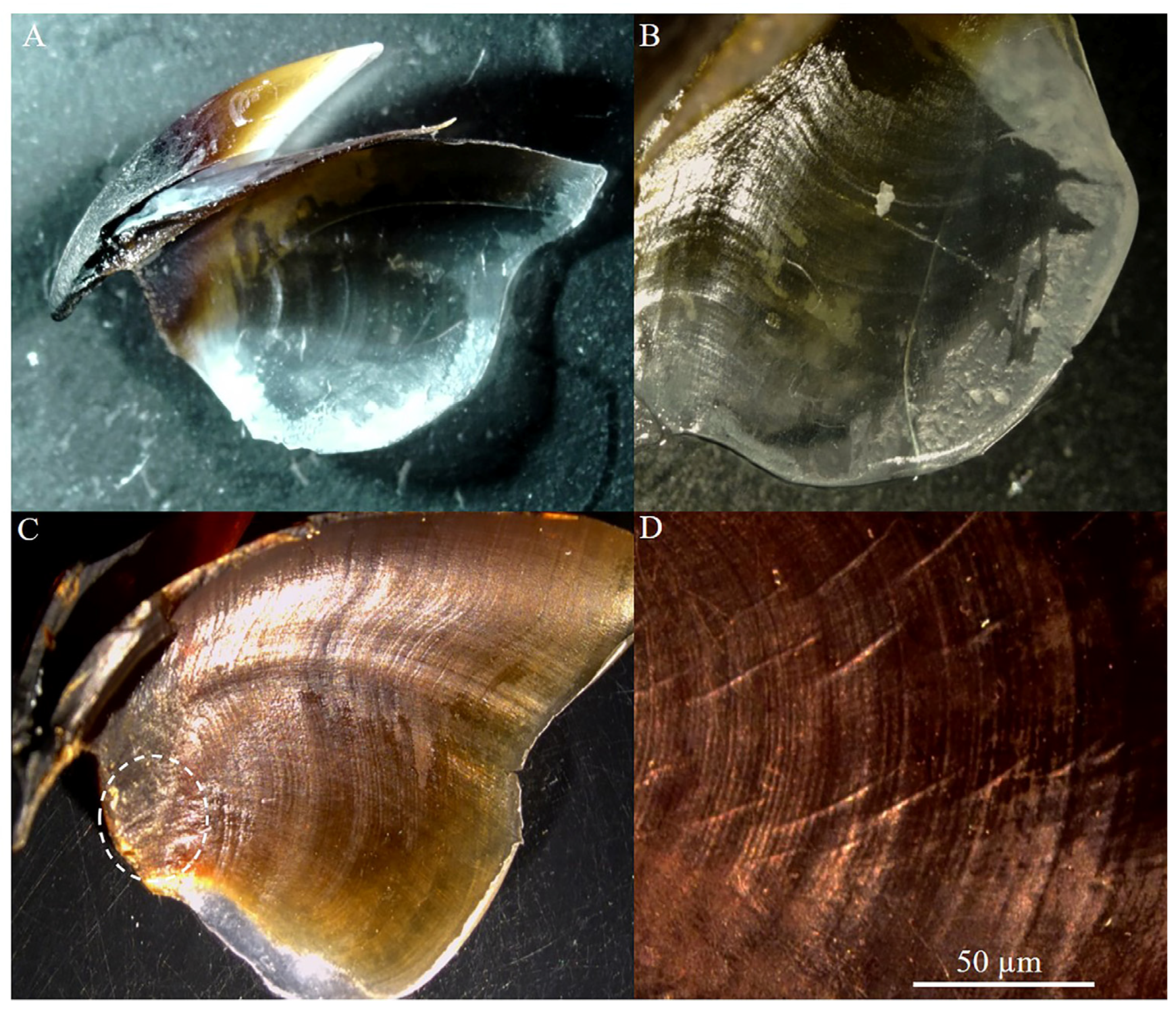 Animals 14 02230 g001