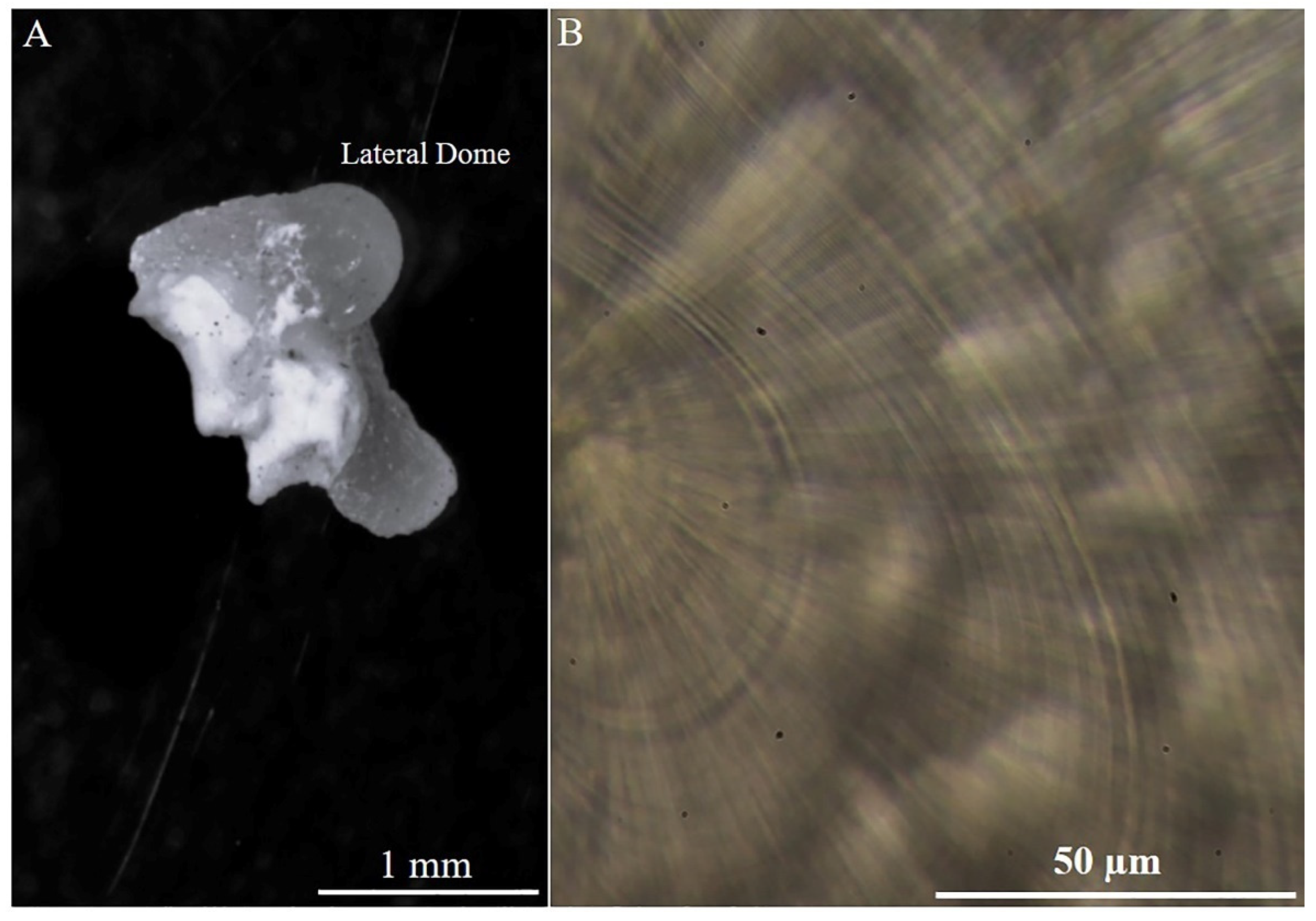 Animals 14 02230 g003