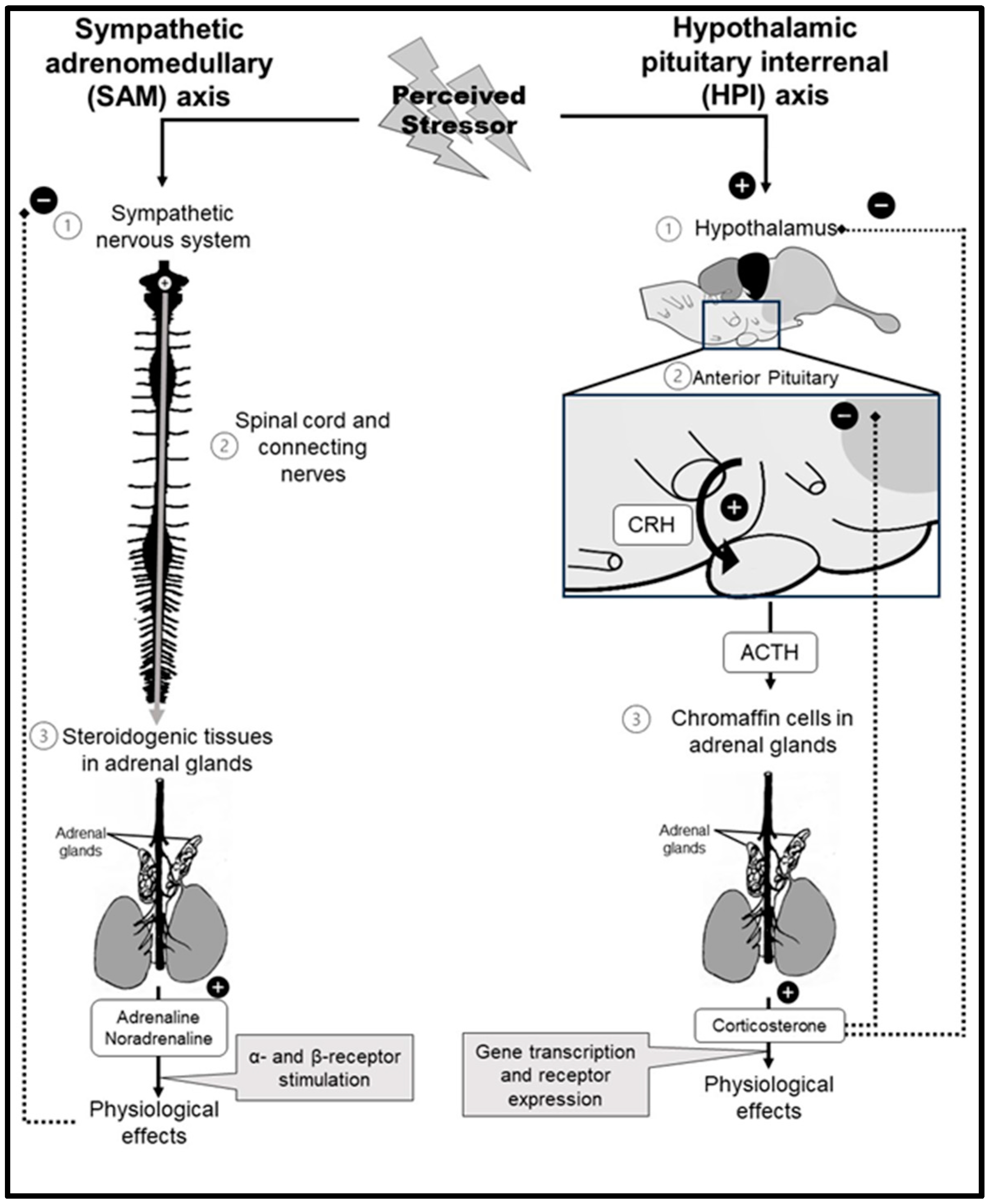 Animals 14 02236 g001