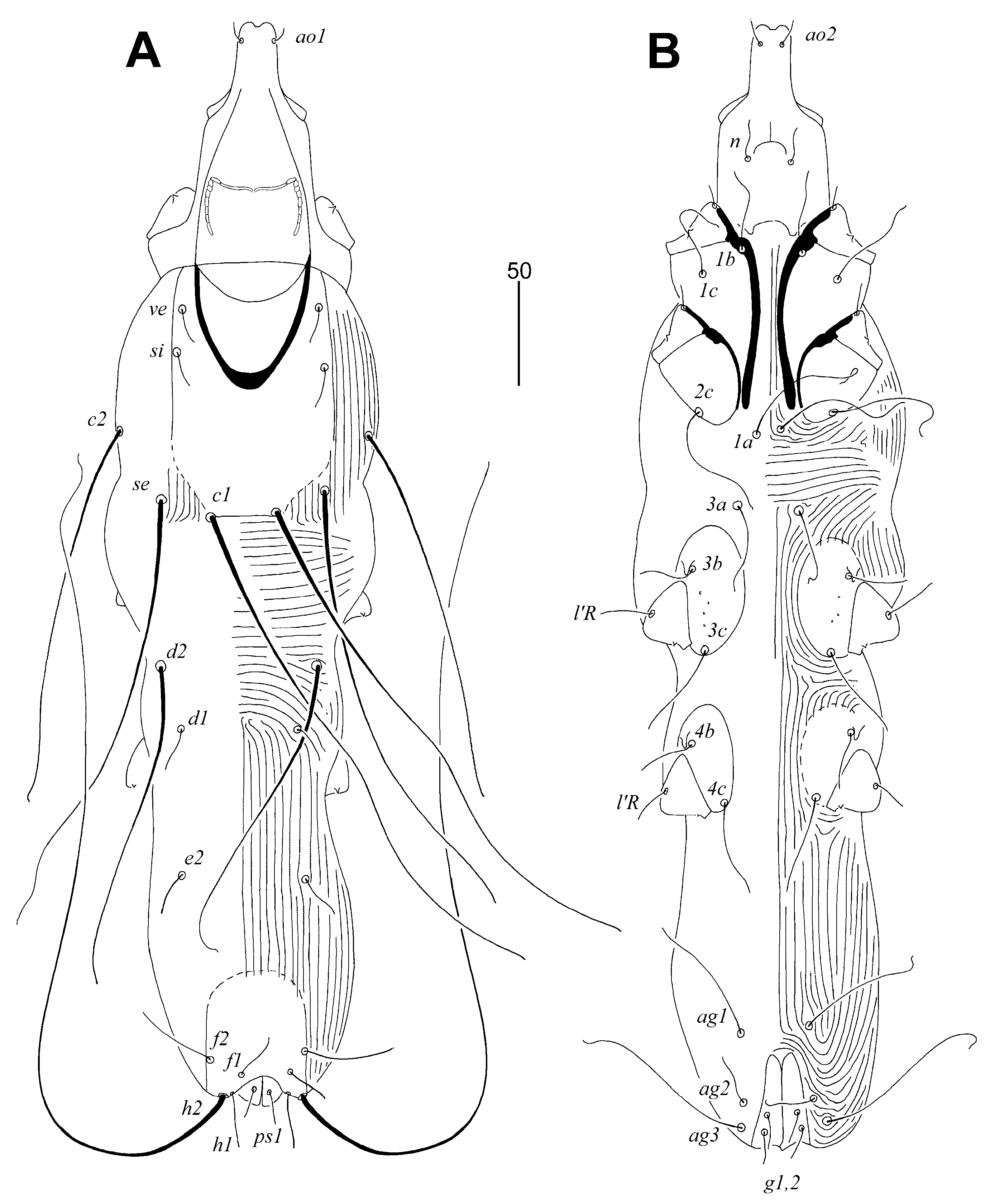 Animals 14 02239 g001 Animals 14 02239 g001