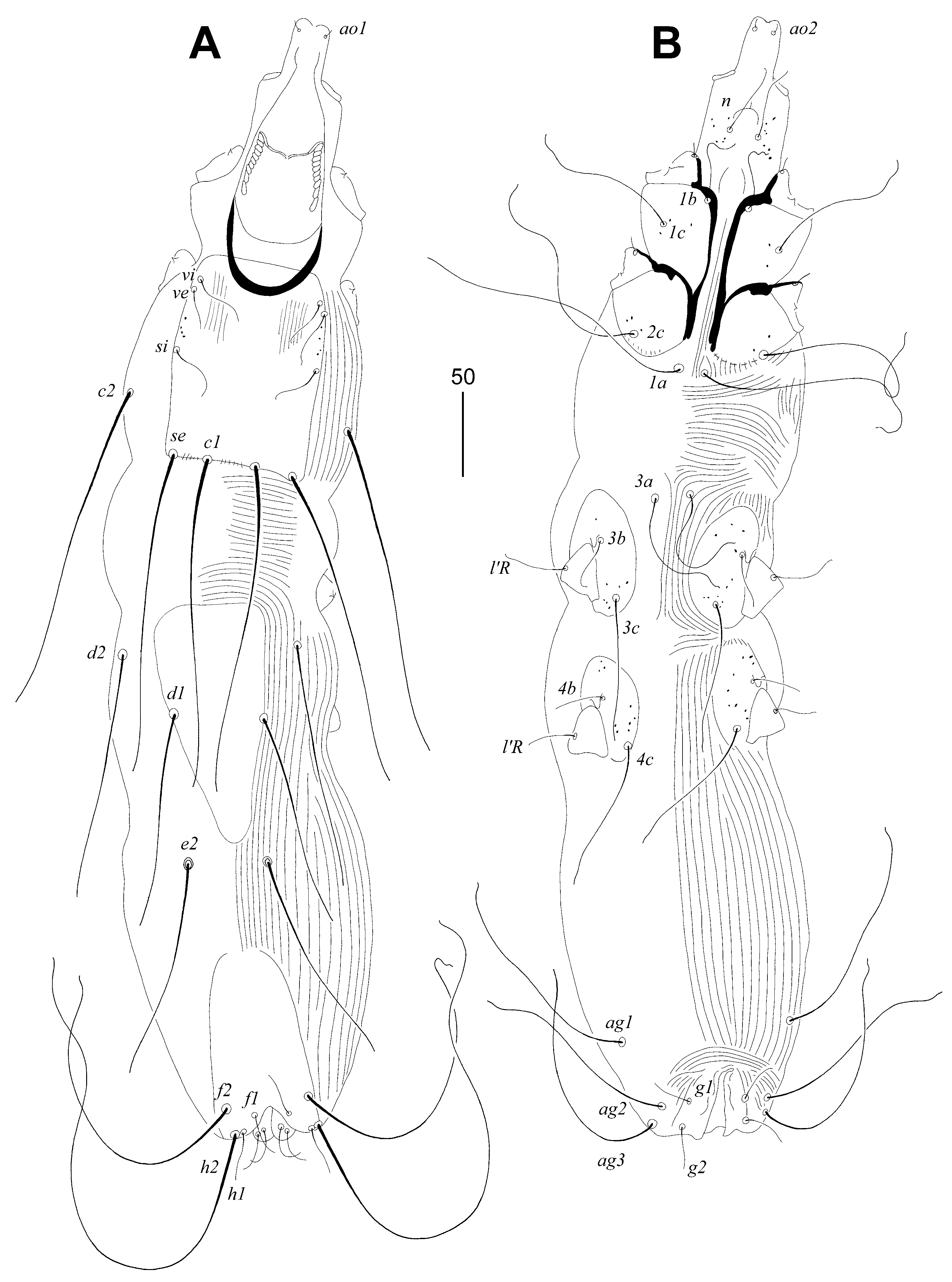 Animals 14 02239 g005 Animals 14 02239 g005