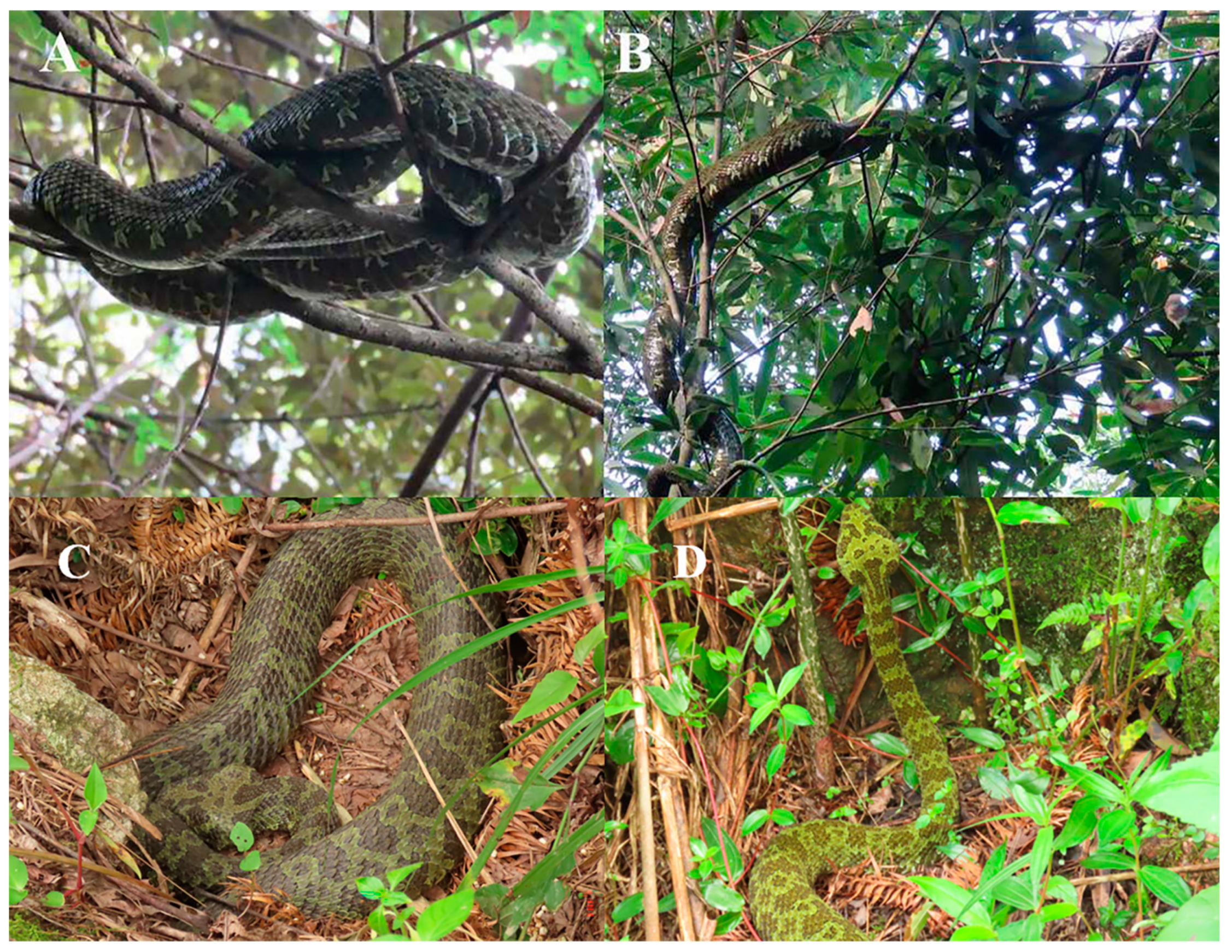 Animals 14 02247 g002