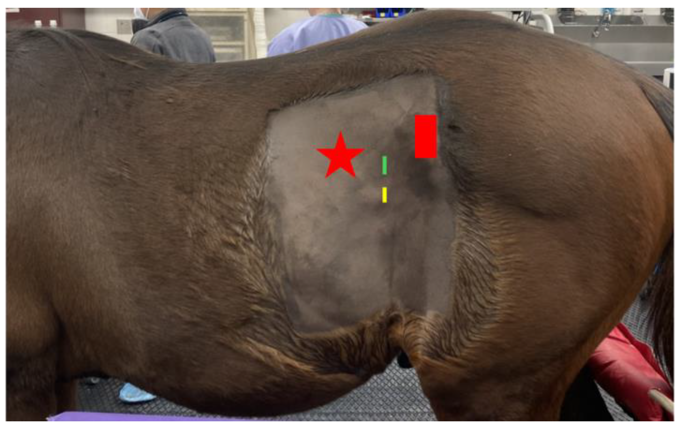 Animals 14 02252 g001