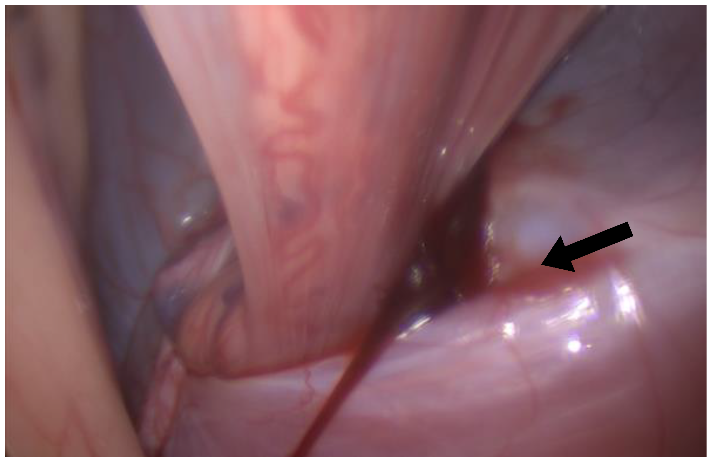 Animals 14 02252 g002