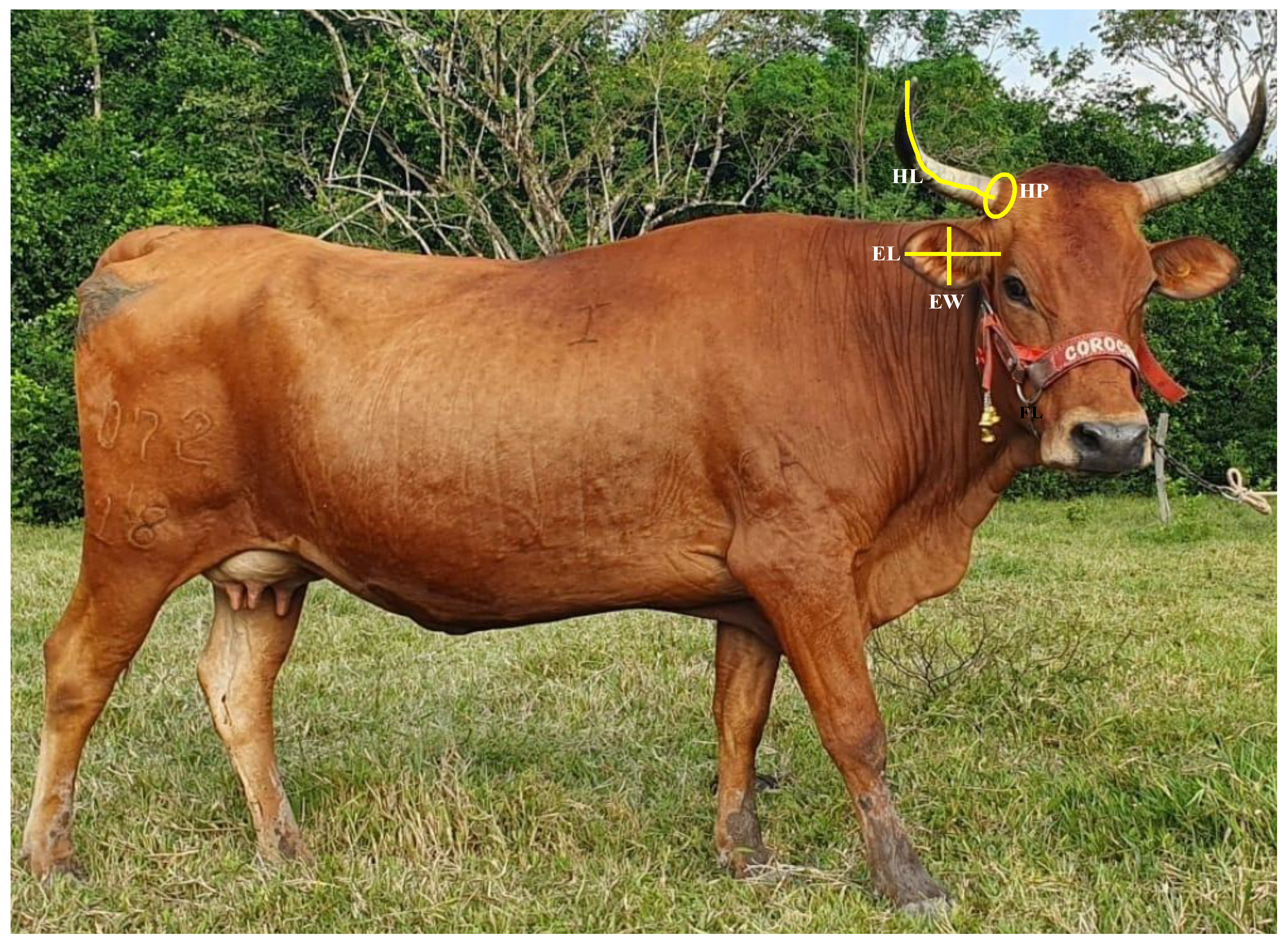 Animals 14 02261 g001 Animals 14 02261 g001