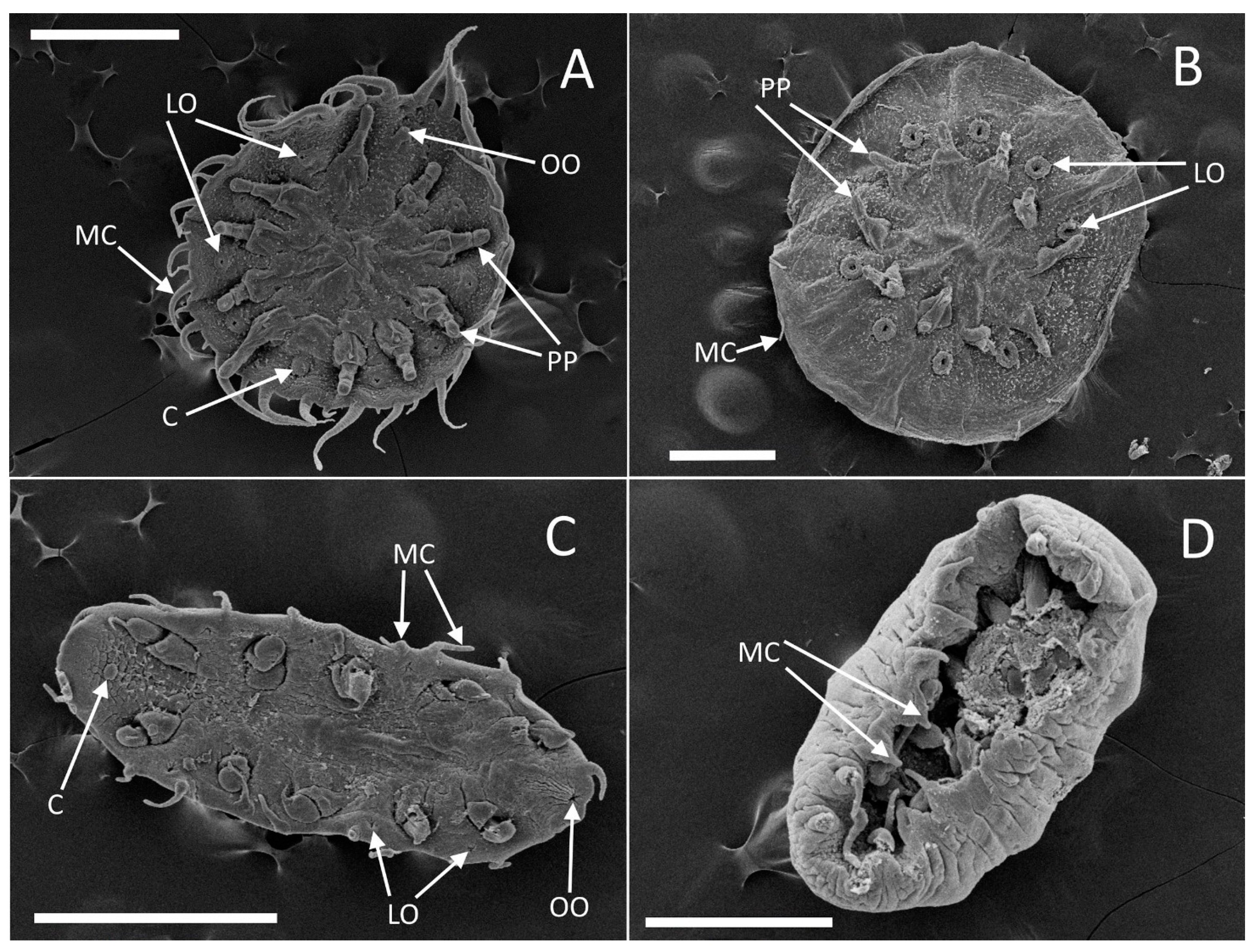 Animals 14 02265 g003