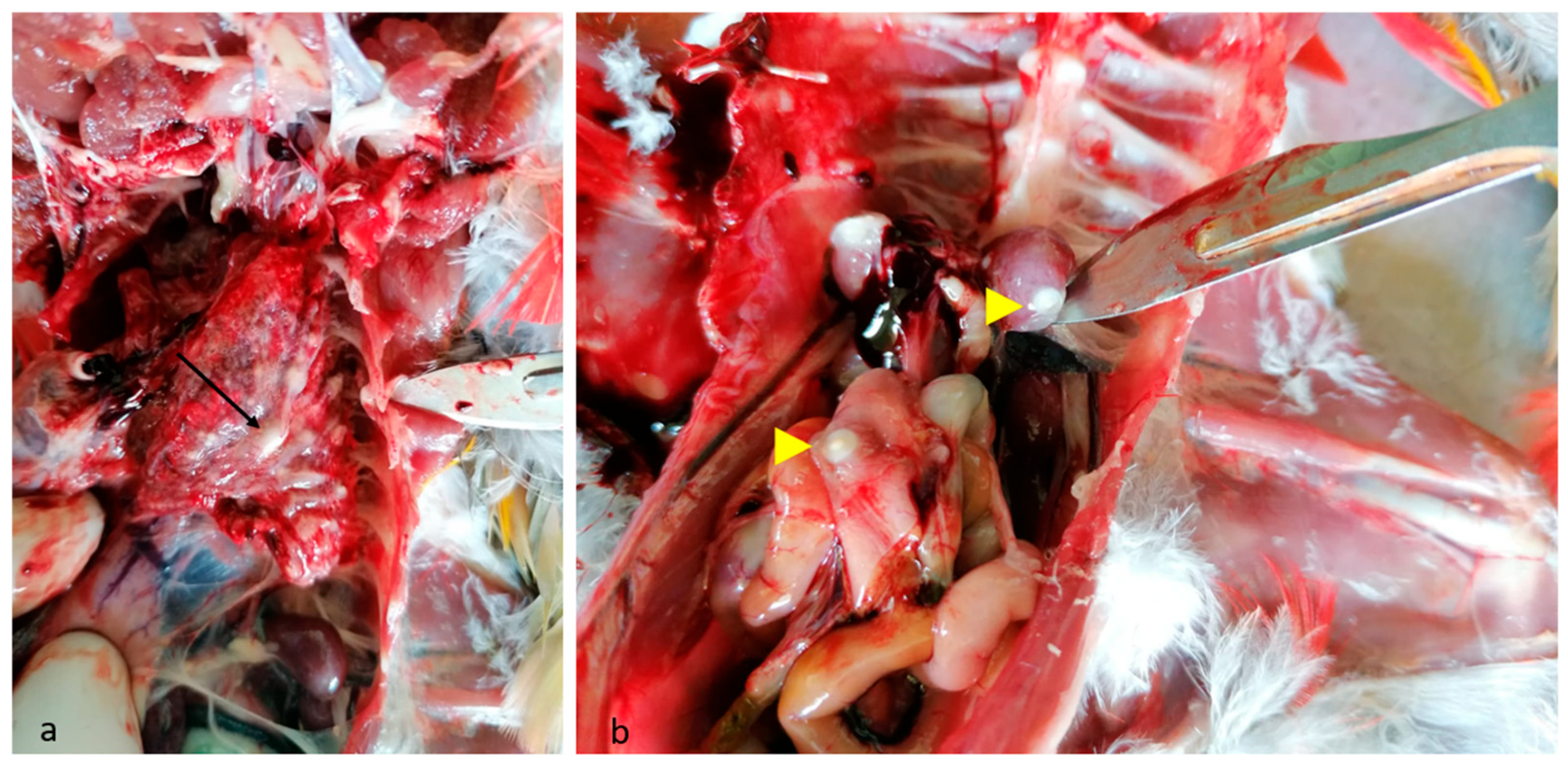 Animals 14 02282 g001