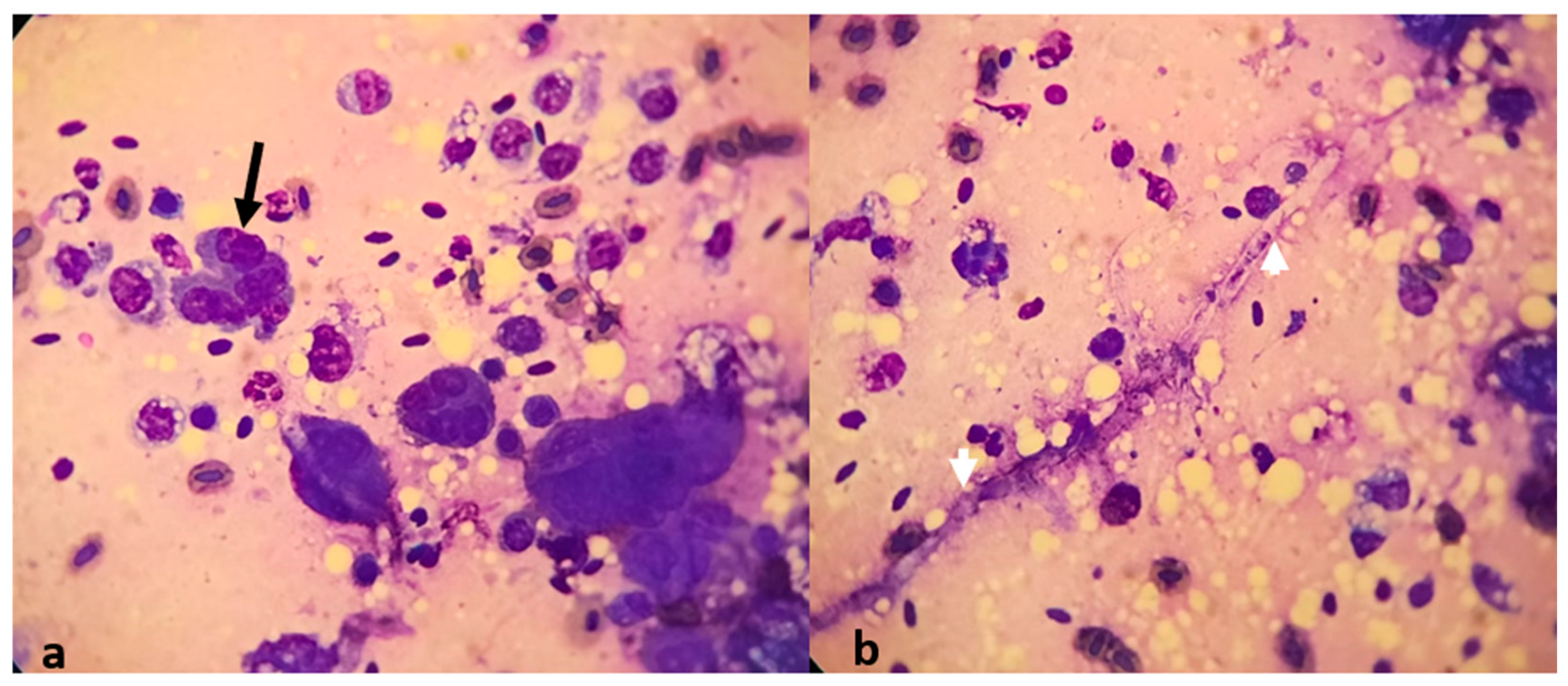 Animals 14 02282 g003