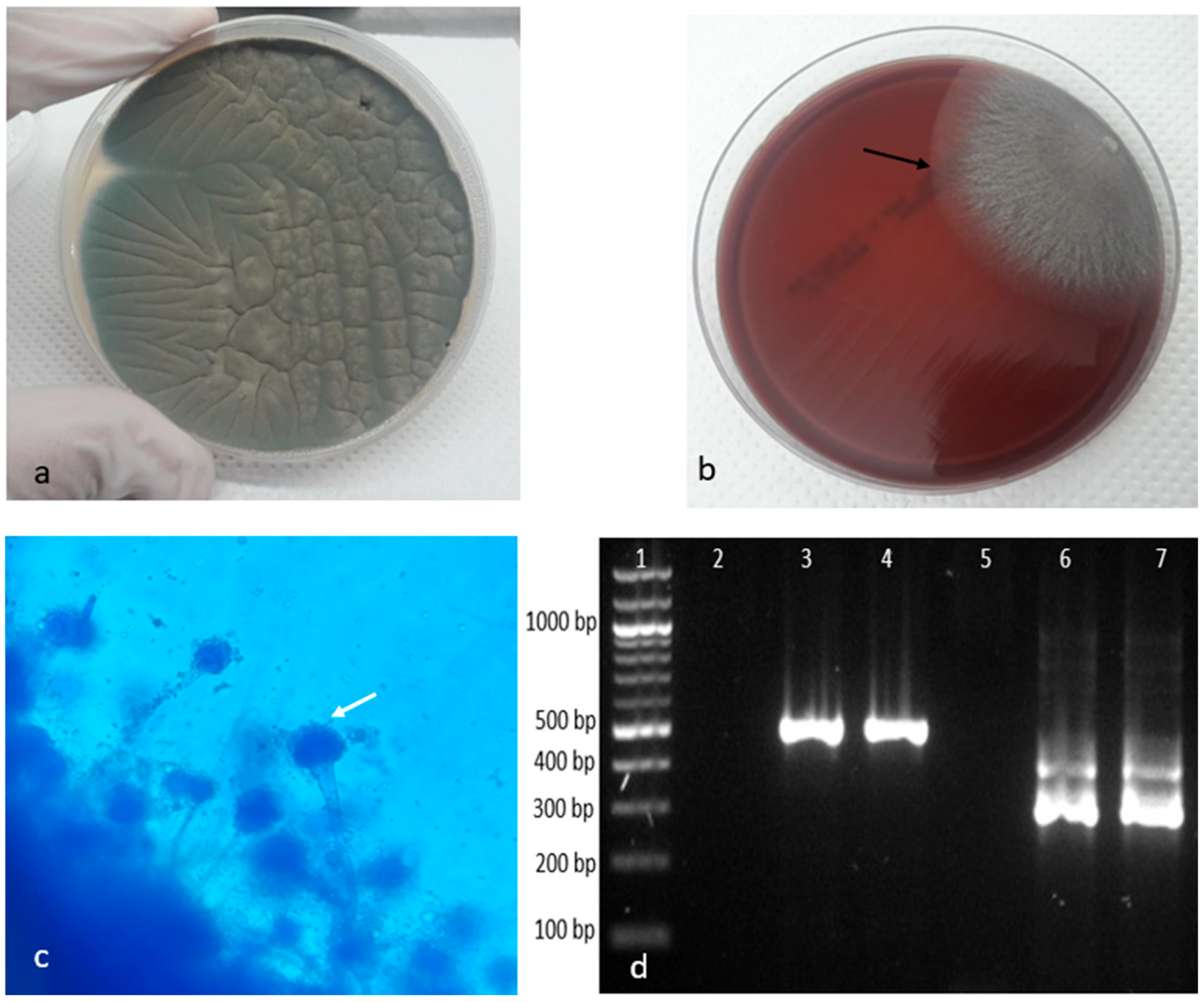 Animals 14 02282 g004