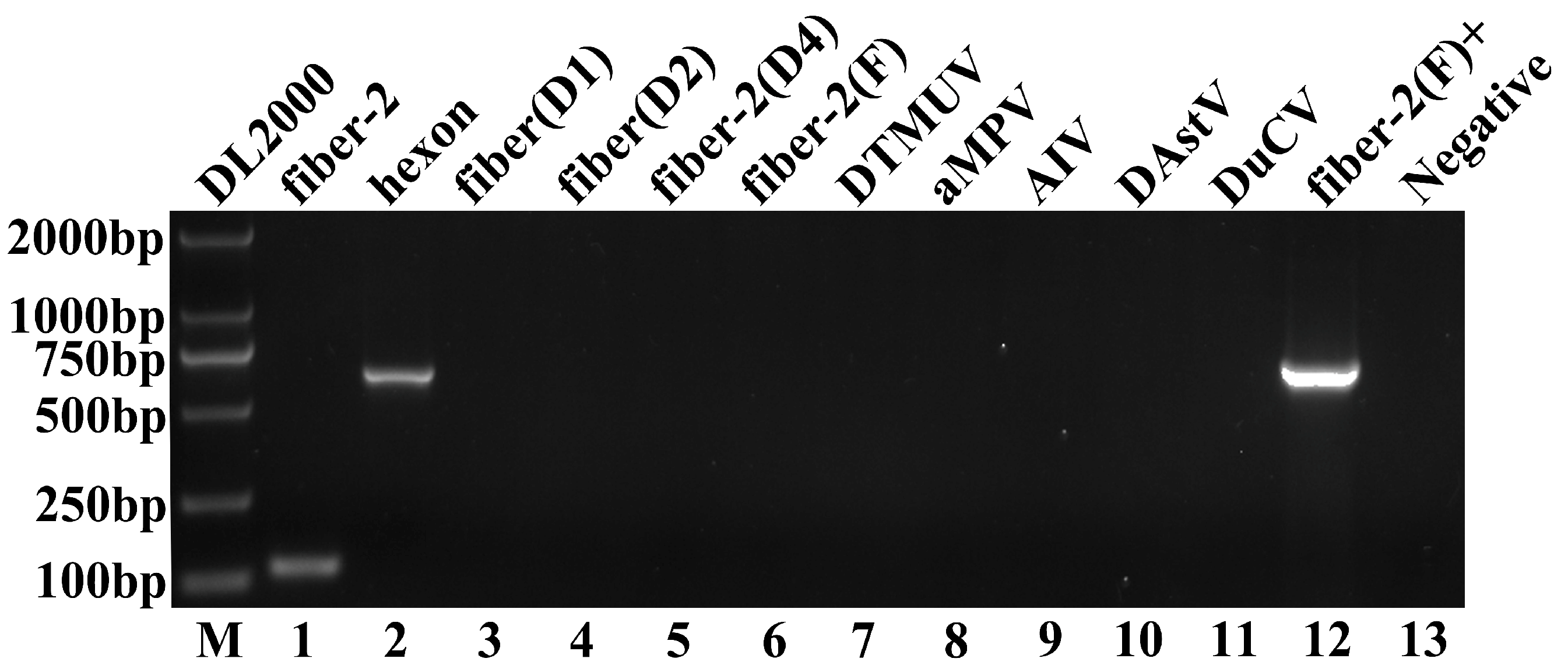 Animals 14 02284 g001