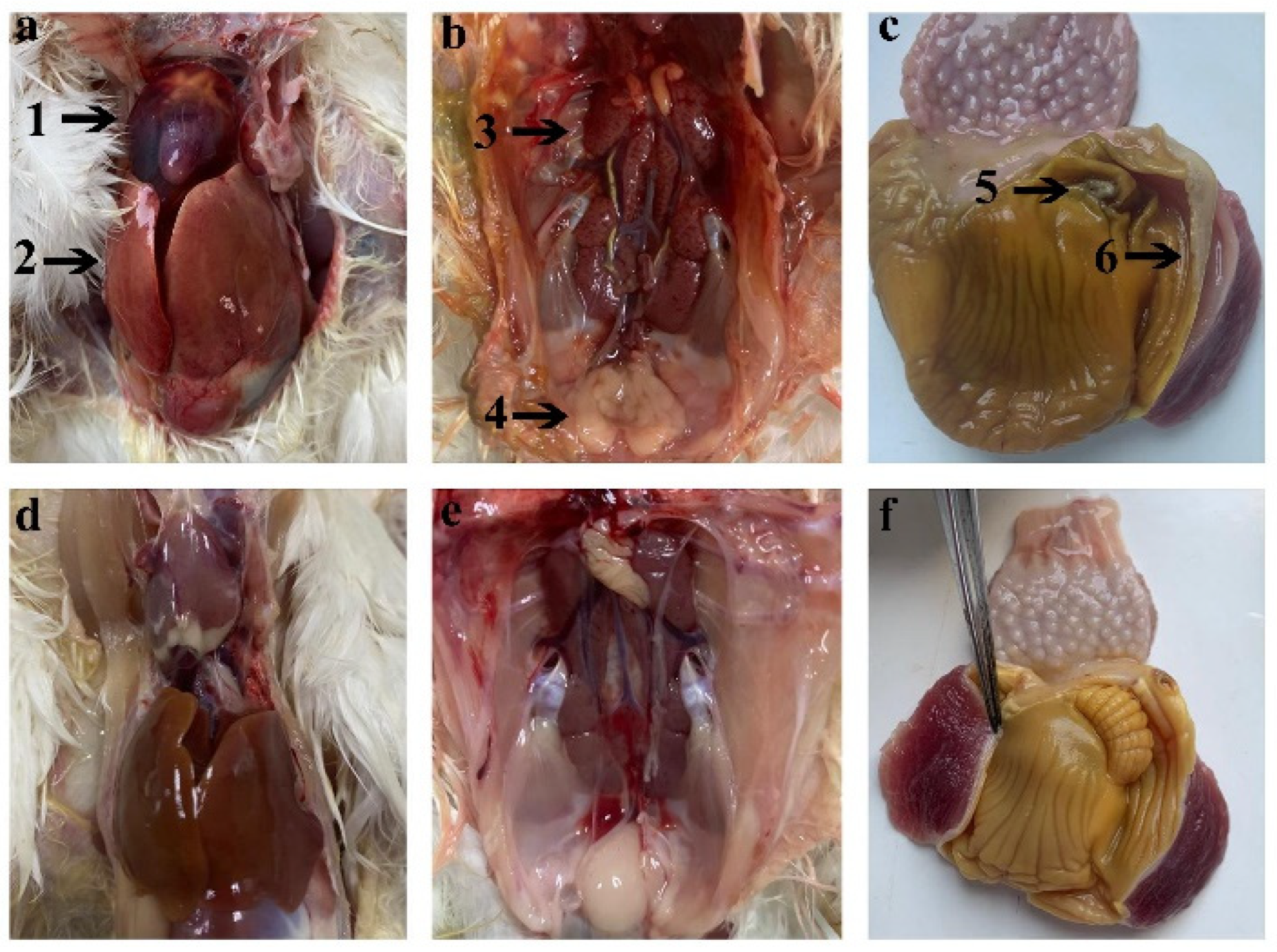 Animals 14 02284 g005