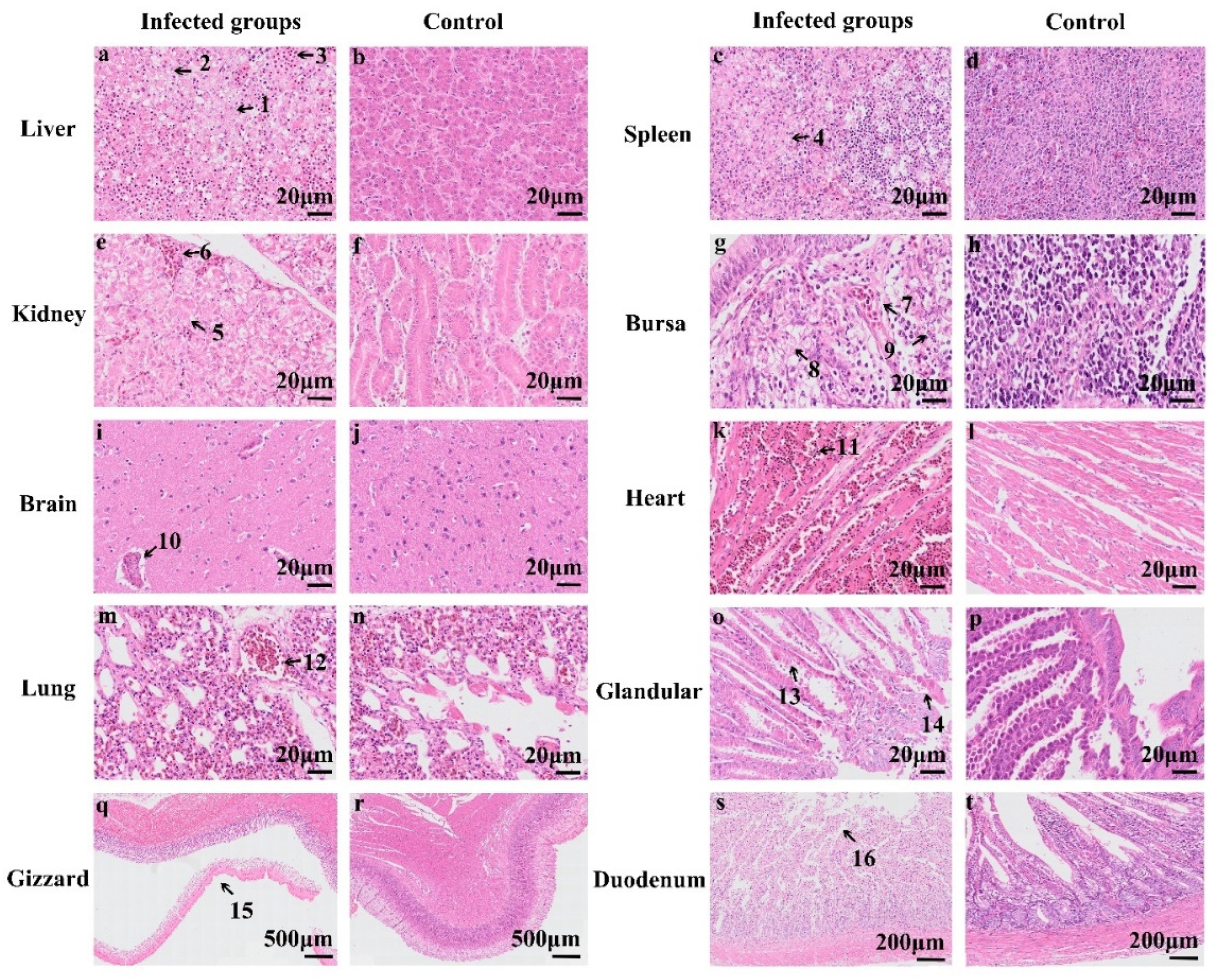 Animals 14 02284 g006