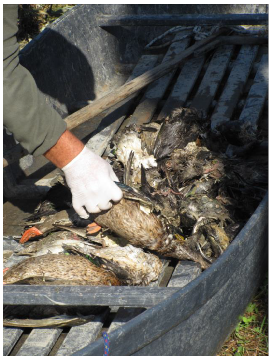 Animals 14 02291 g003 Animals 14 02291 g003