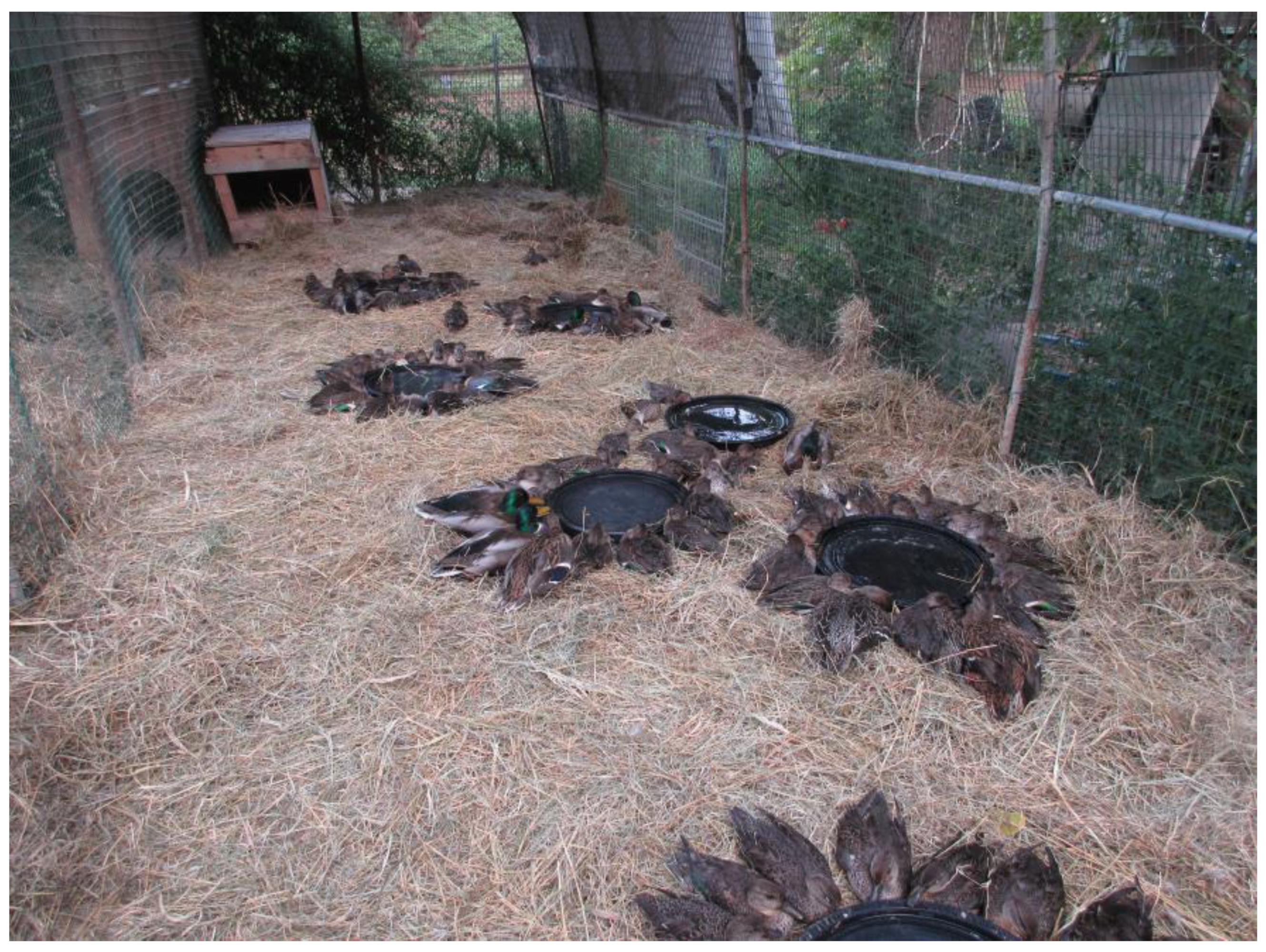 Animals 14 02291 g004 Animals 14 02291 g004