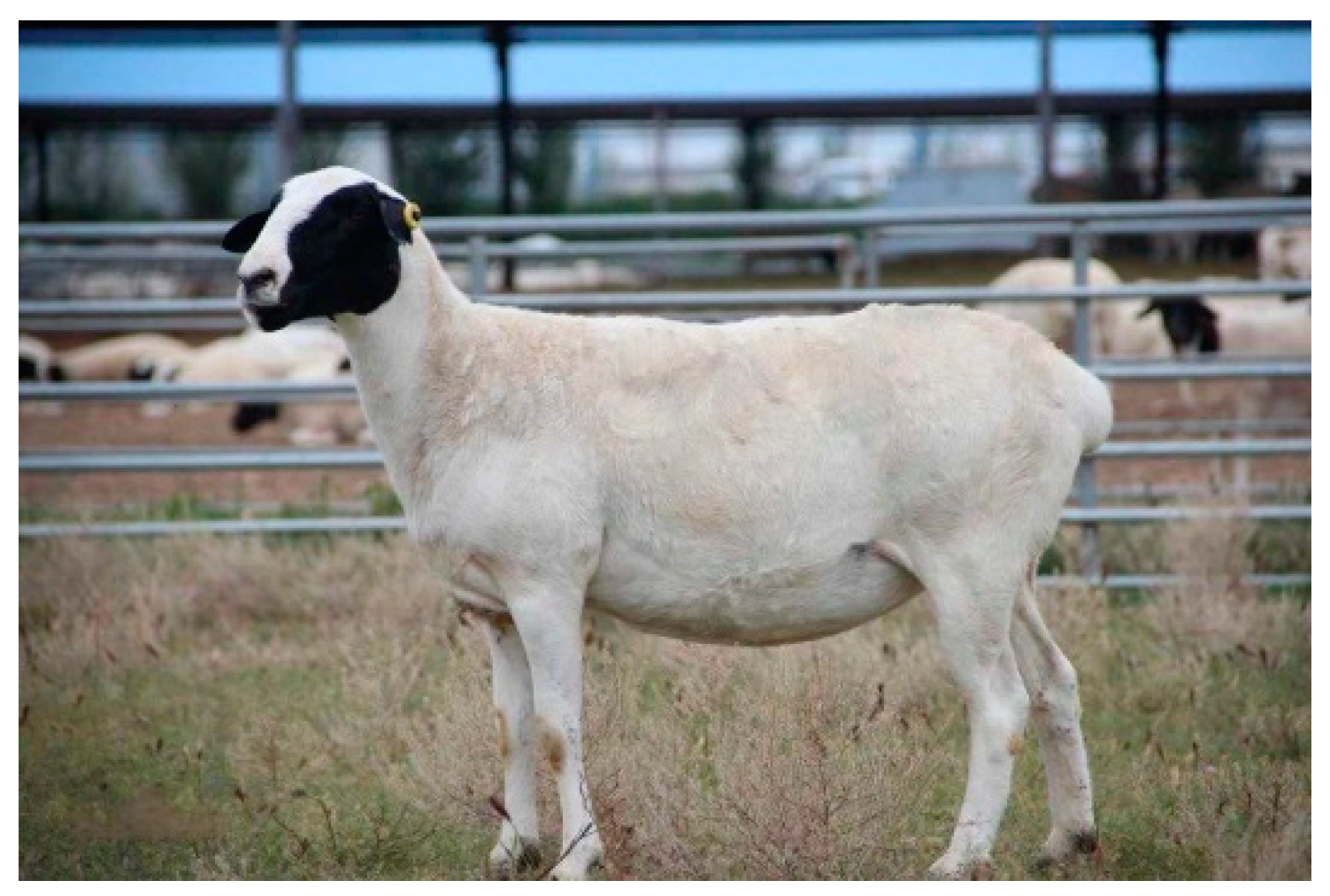 Animals 14 02298 g001