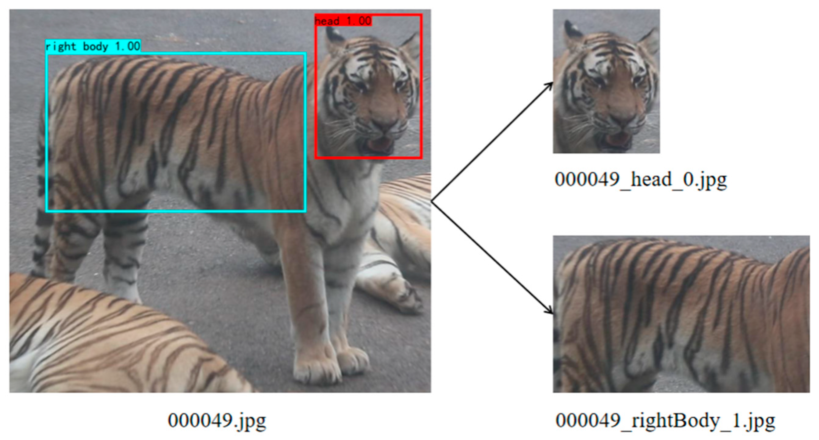 Animals 14 02312 g005