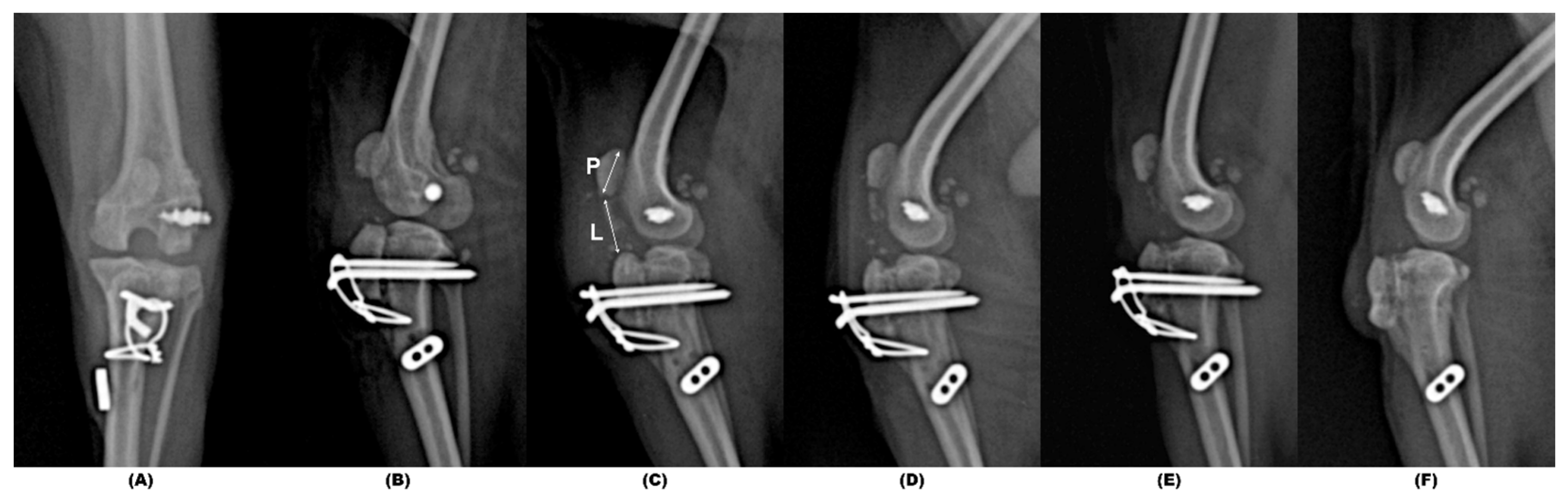 Animals 14 02315 g004 Animals 14 02315 g004