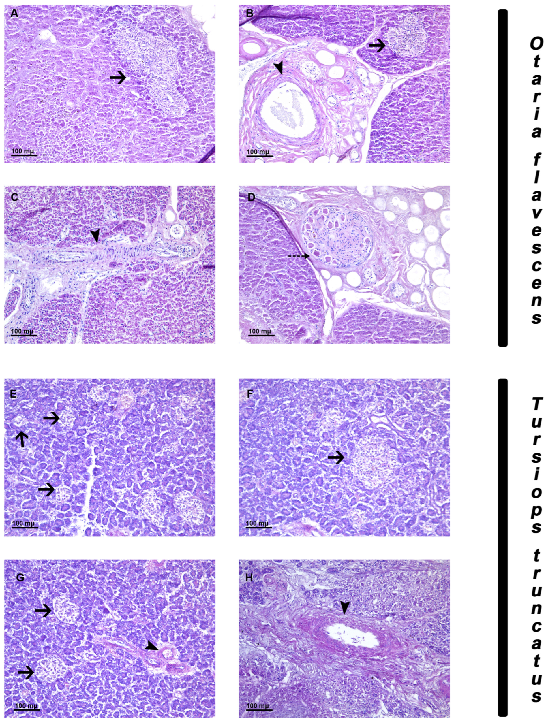 Animals 14 02336 g001