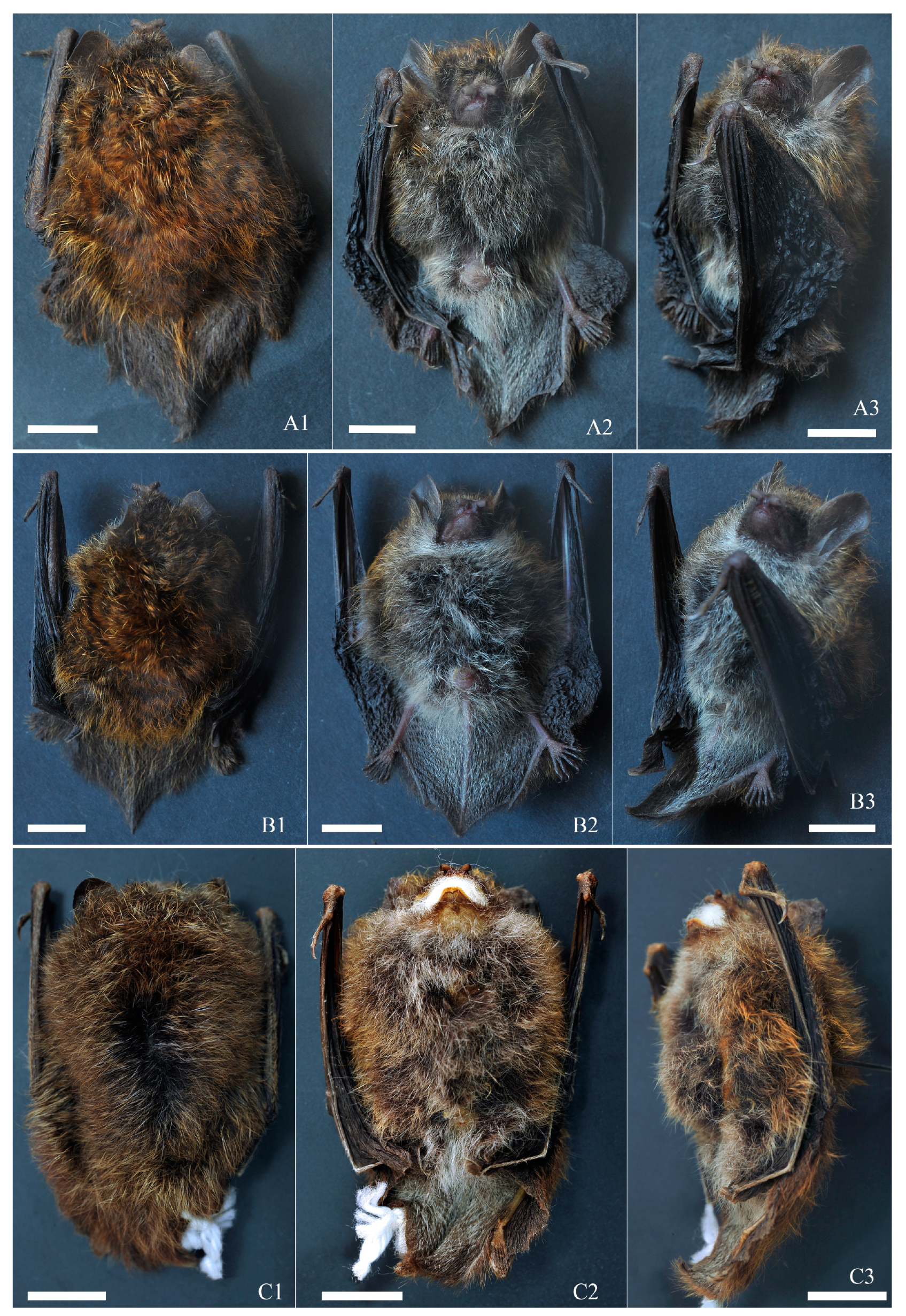 Animals 14 02371 g002