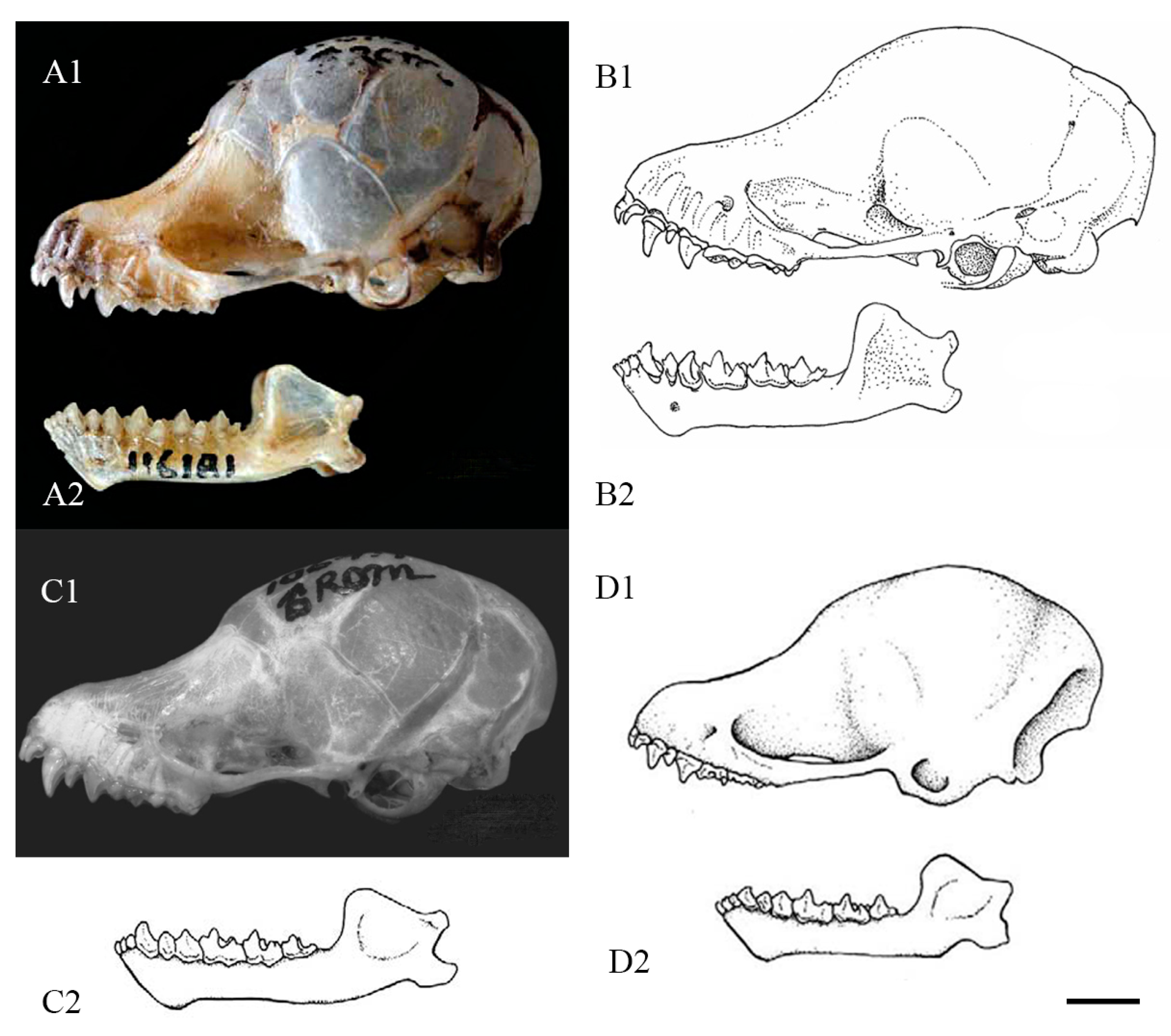 Animals 14 02371 g004