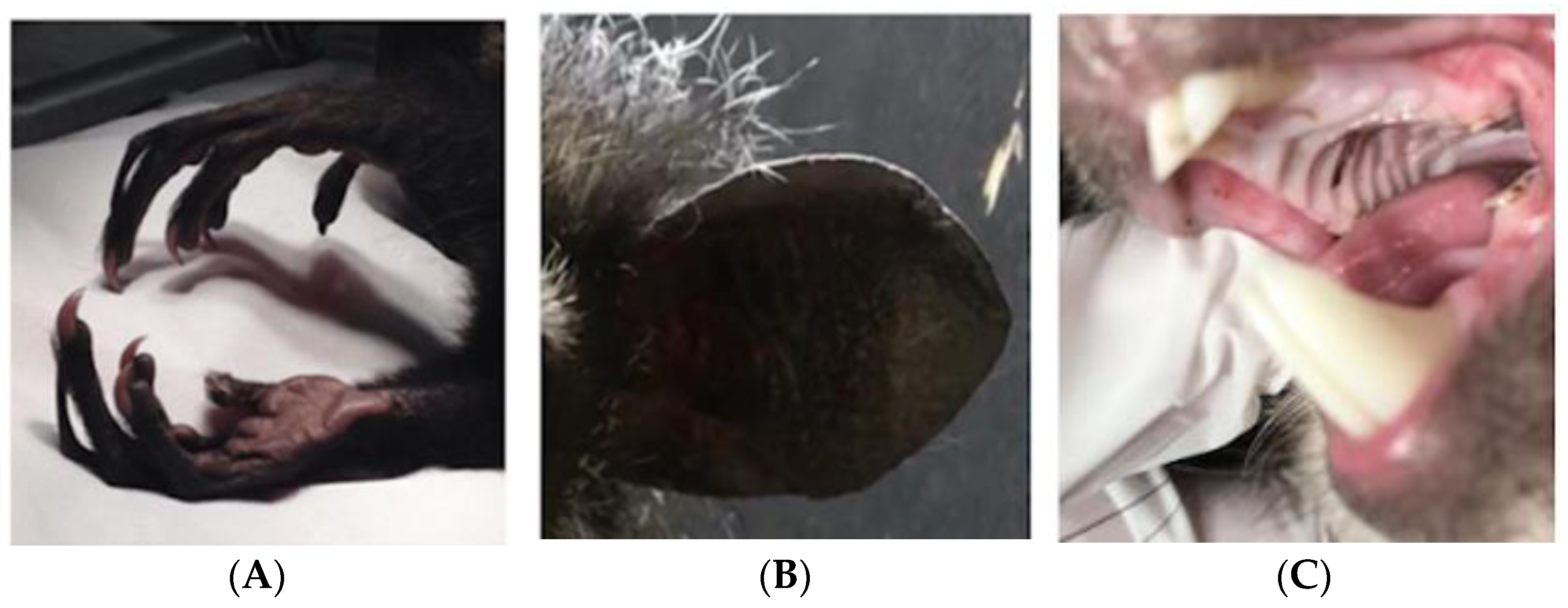 Animals 14 02378 g006