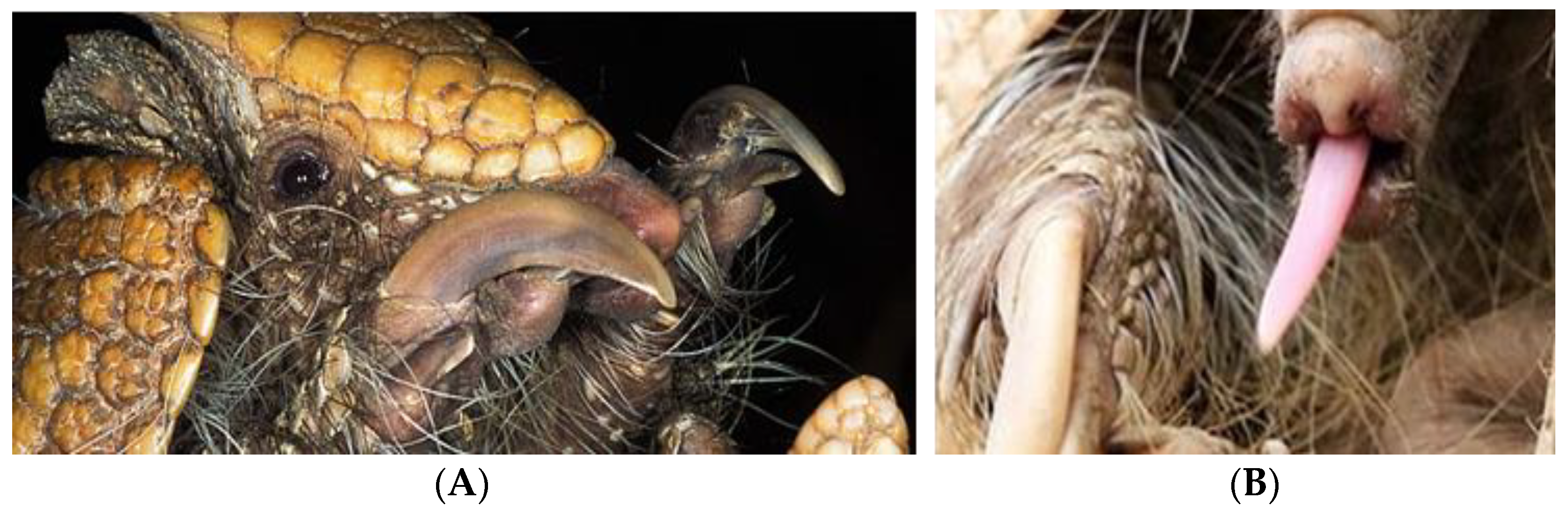 Animals 14 02378 g009