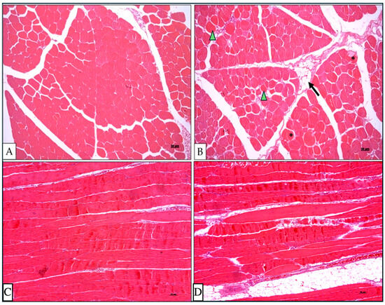 Novel Candidate Genes Involved in an Initial Stage of White