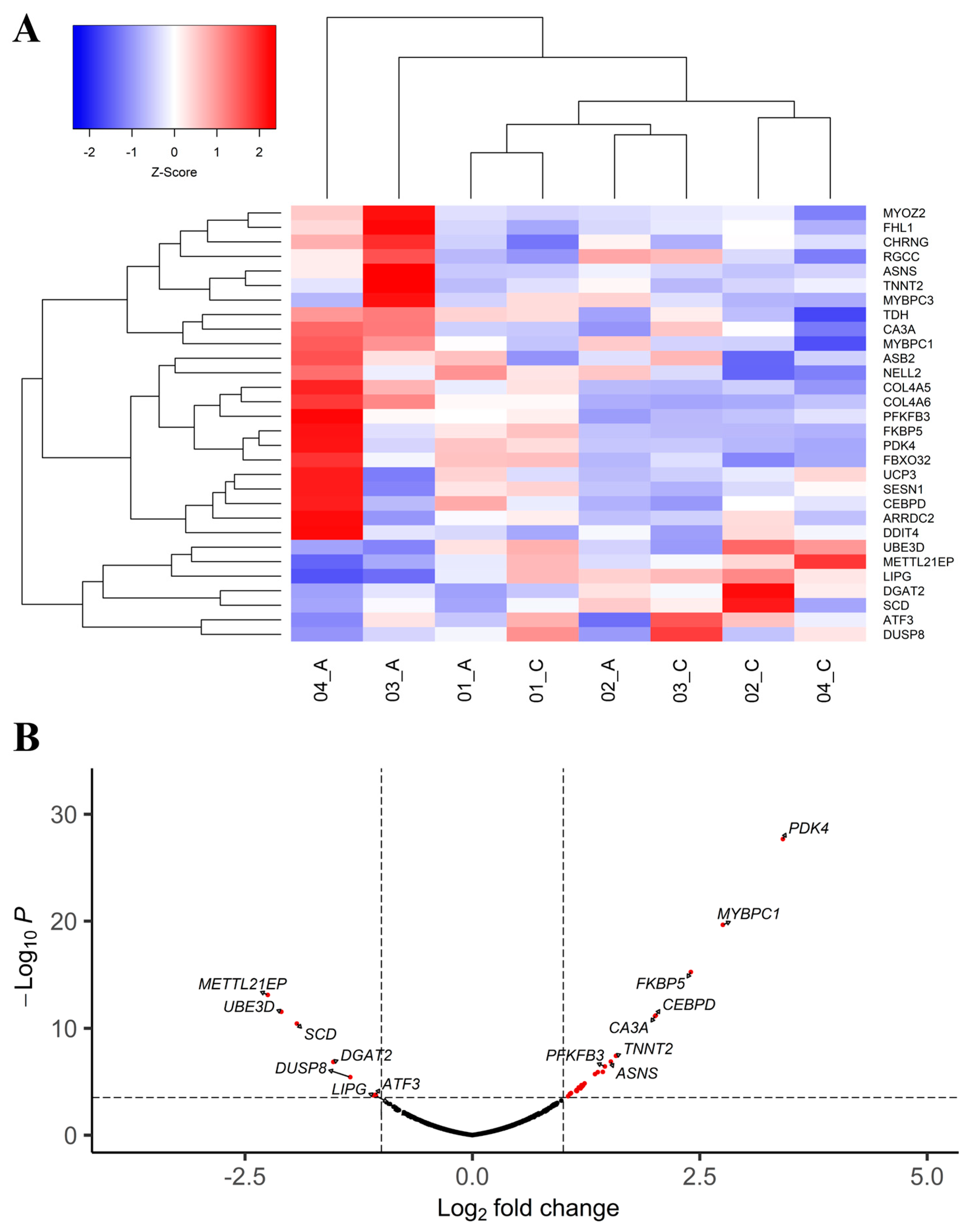 Novel Candidate Genes Involved in an Initial Stage of White